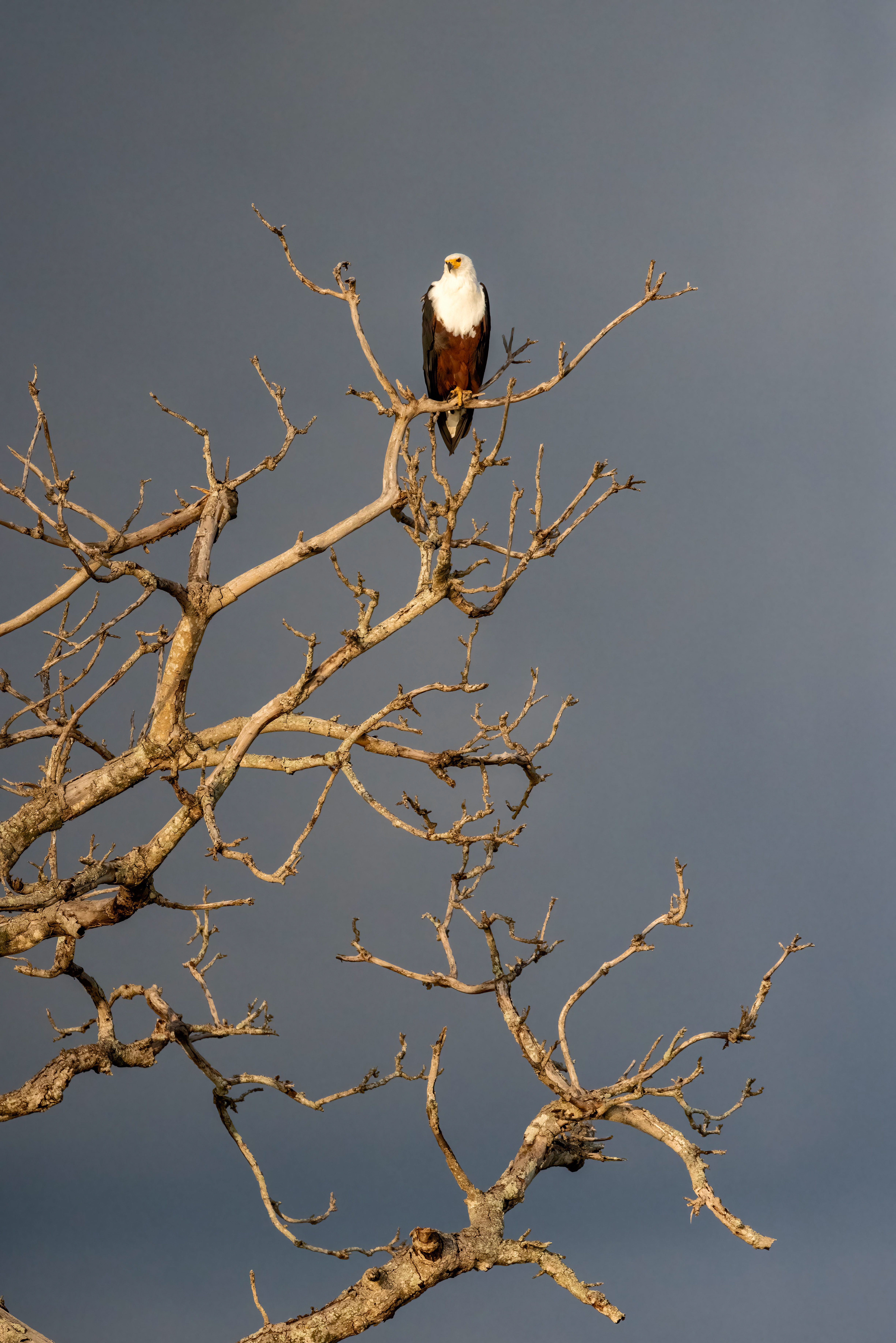 African Fish Eagle - Murchison Falls, Uganda - RM