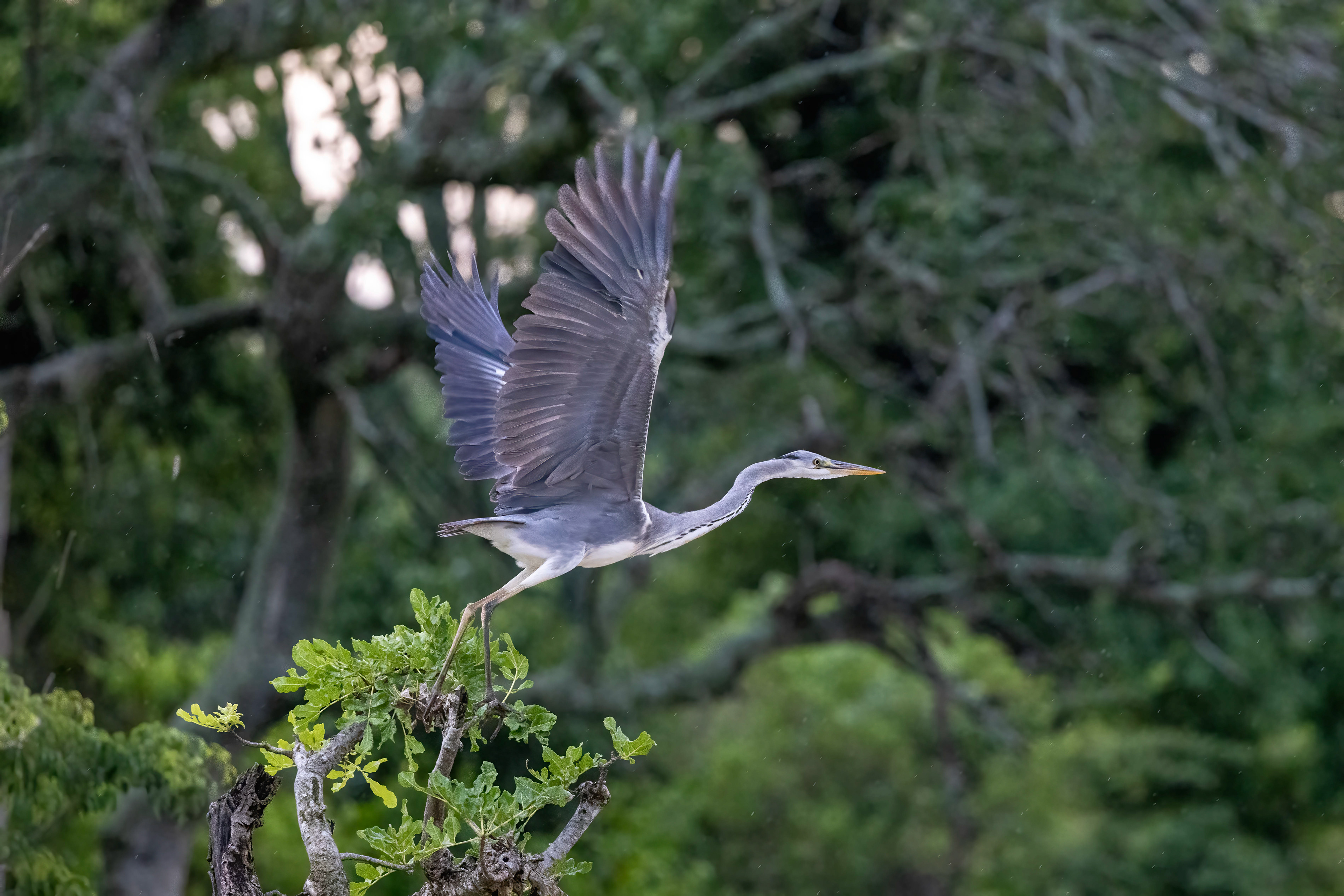 Black-headed Heron - Murchison Falls, Uganda - RM