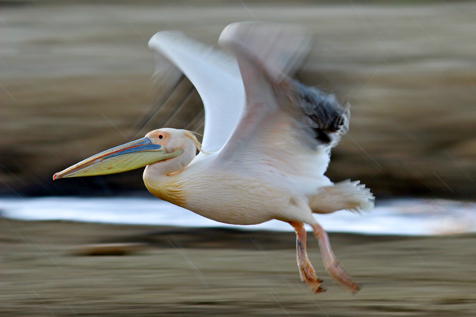 Great White Pelican in flight - Nakuru