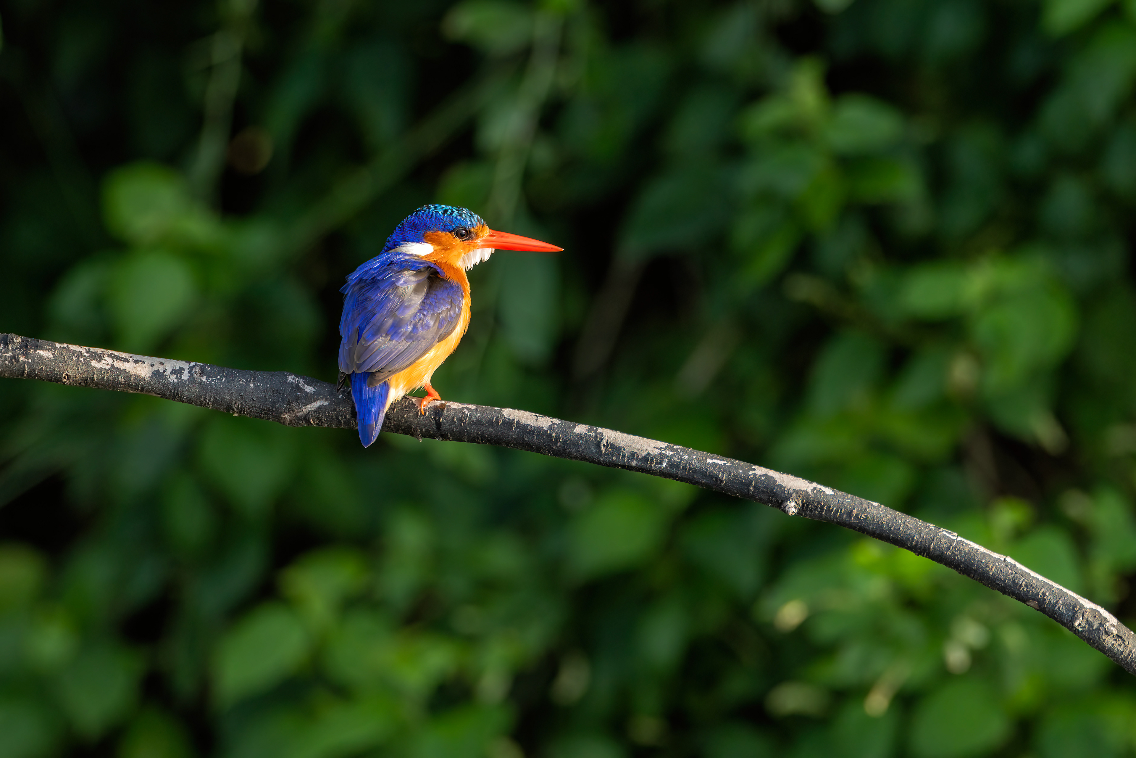 Malachite Kingfisher - Murchison Falls National Park, Uganda