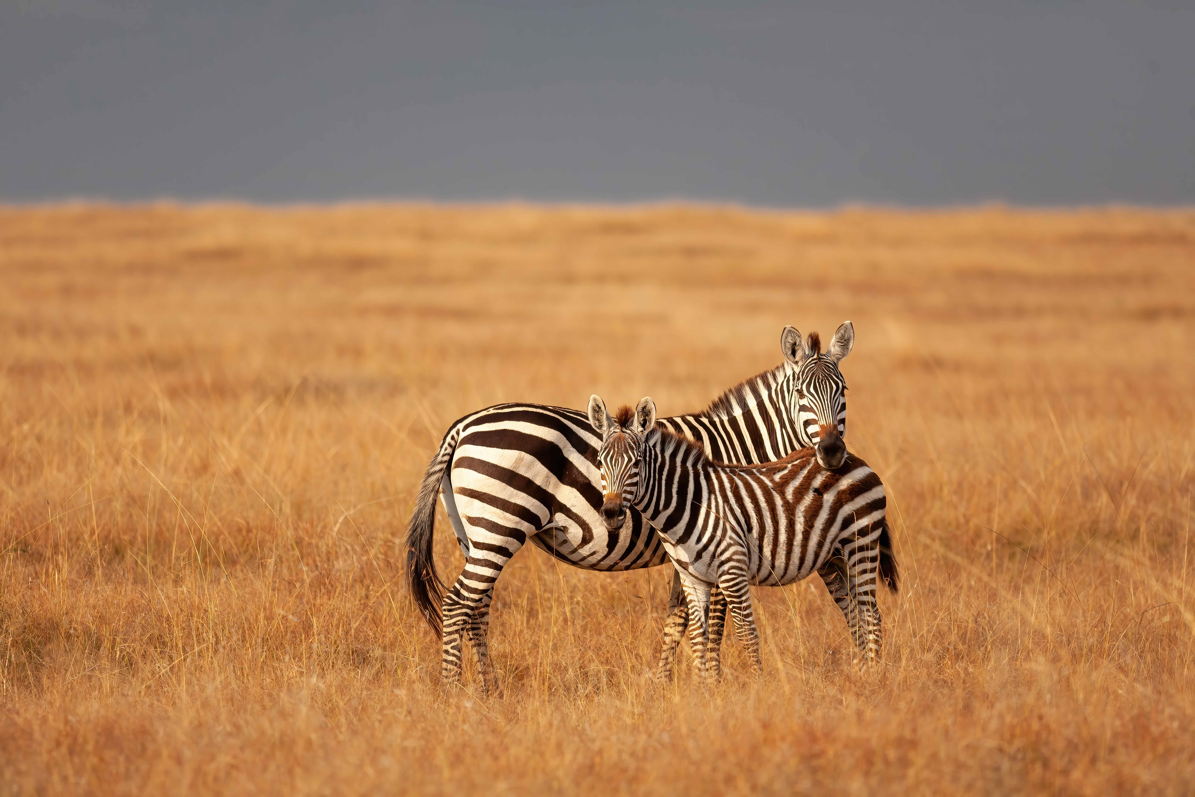 Grevy's Zebra - Masai Mara