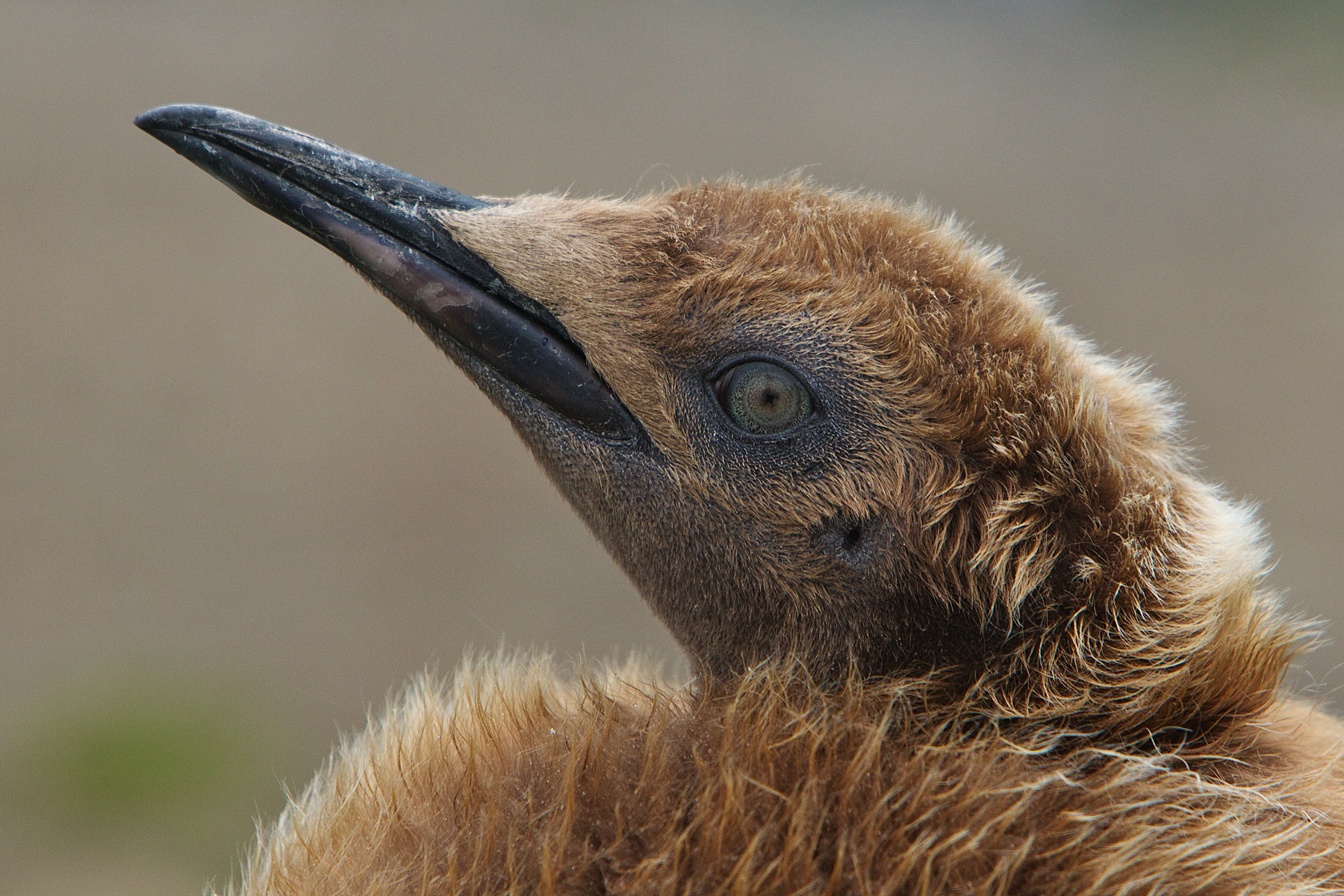 King Penguin chick - South Georgia
