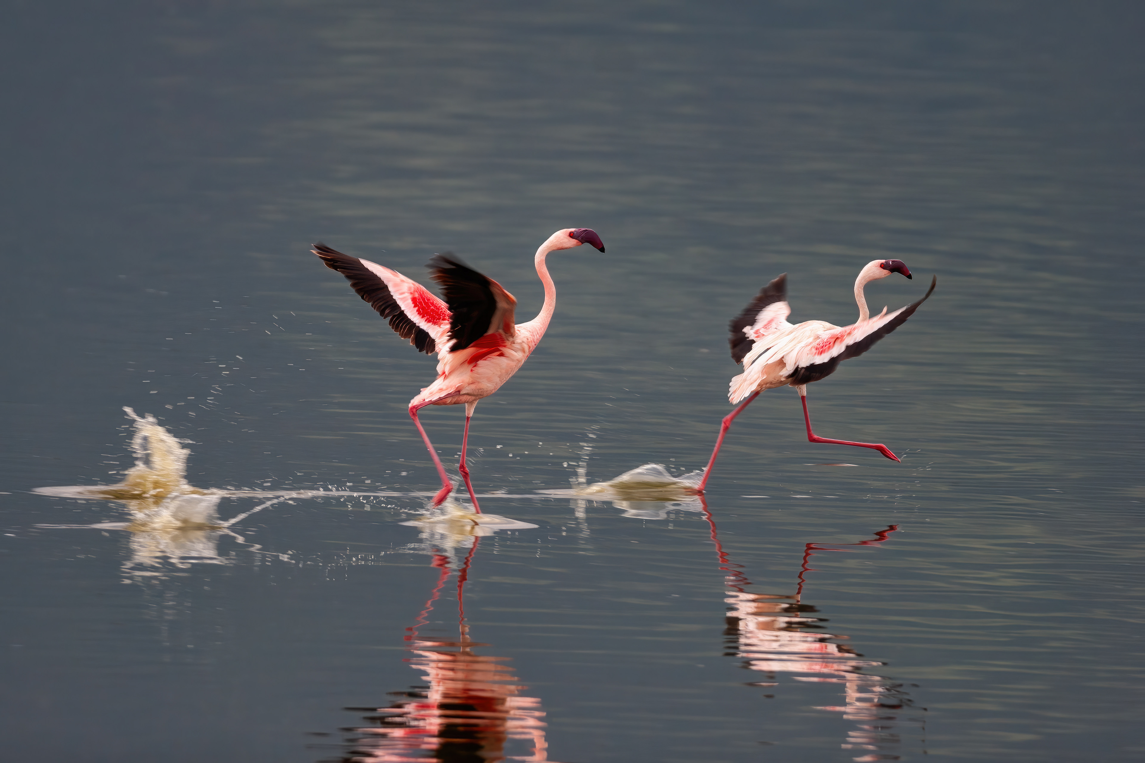 Greater Flamingos landing gracefully - Kenya