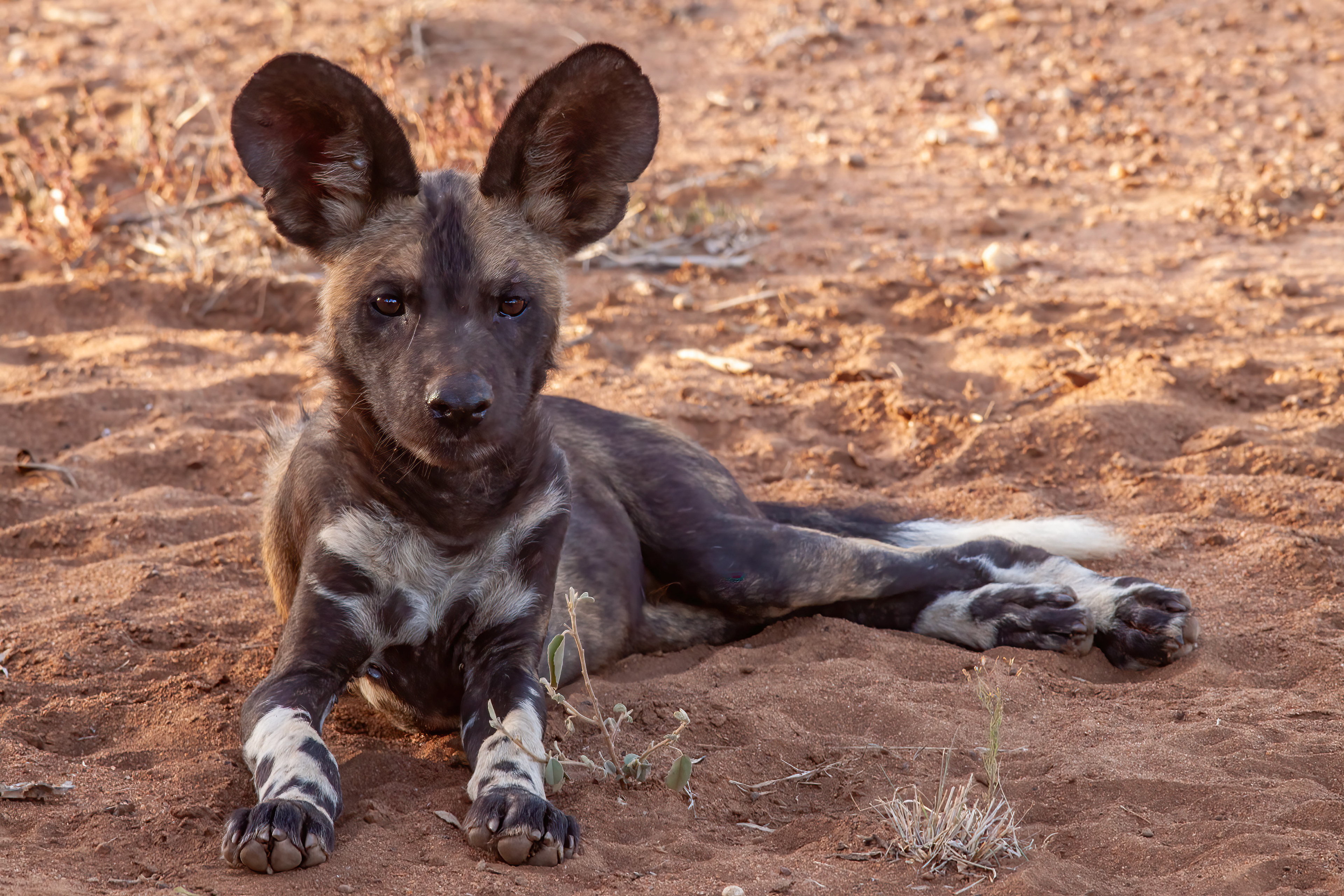 African Wild Dog pup - Kenya - RM