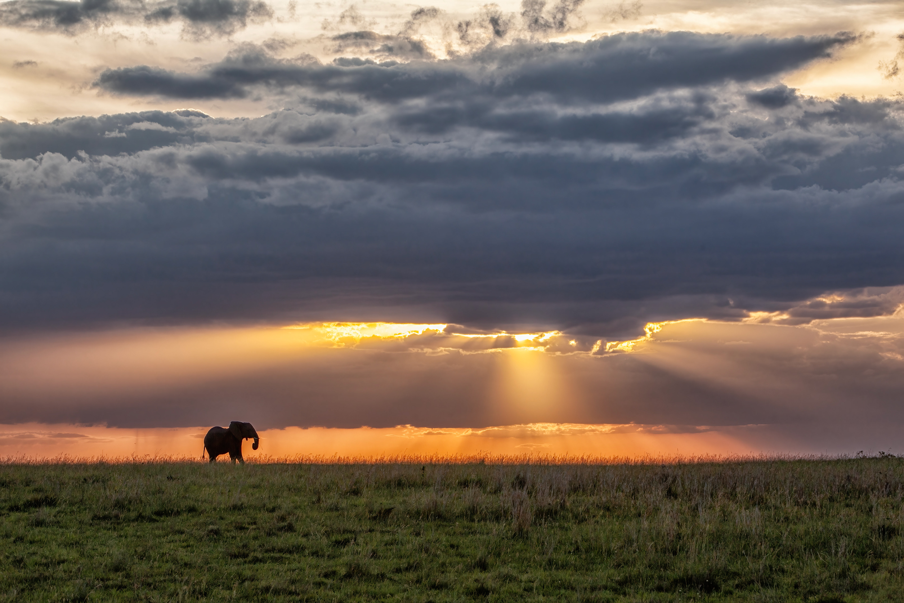 Elephant at sunset - Masai Mara