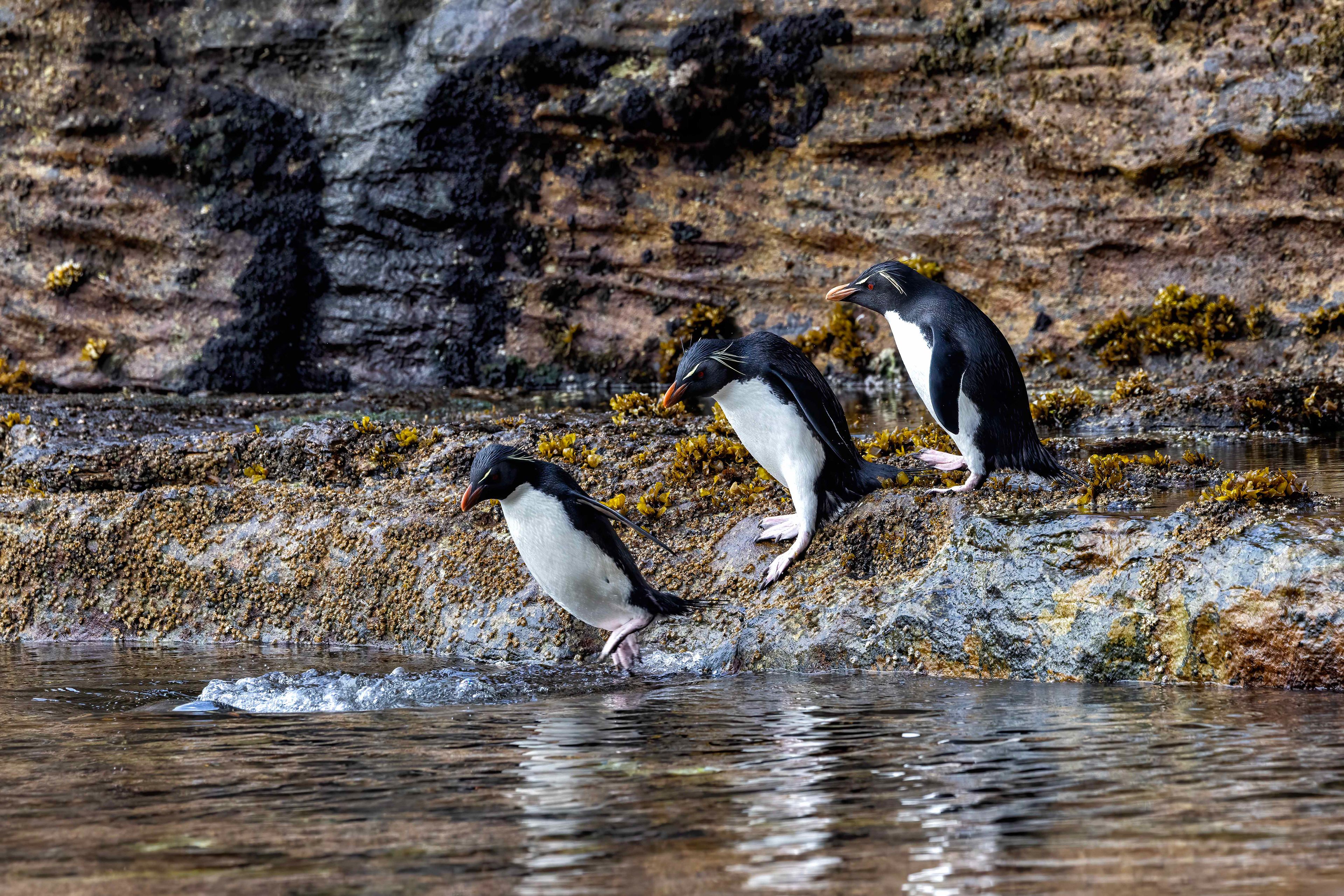 Southern Rockhoppers jumping into a rock pool on their way back to the colony - Falklands - RM