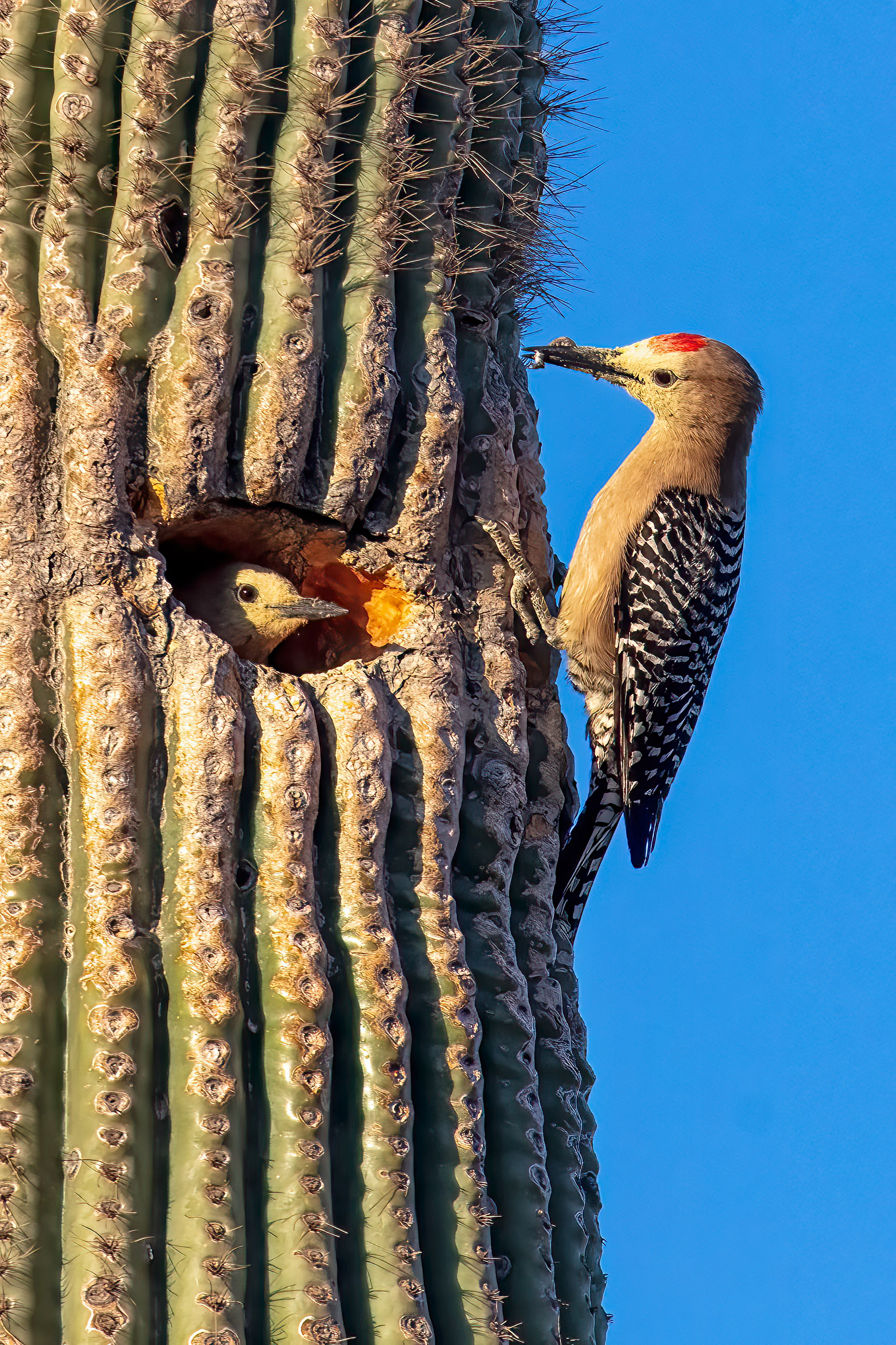 Arizona Woodpecker changing places with its mate