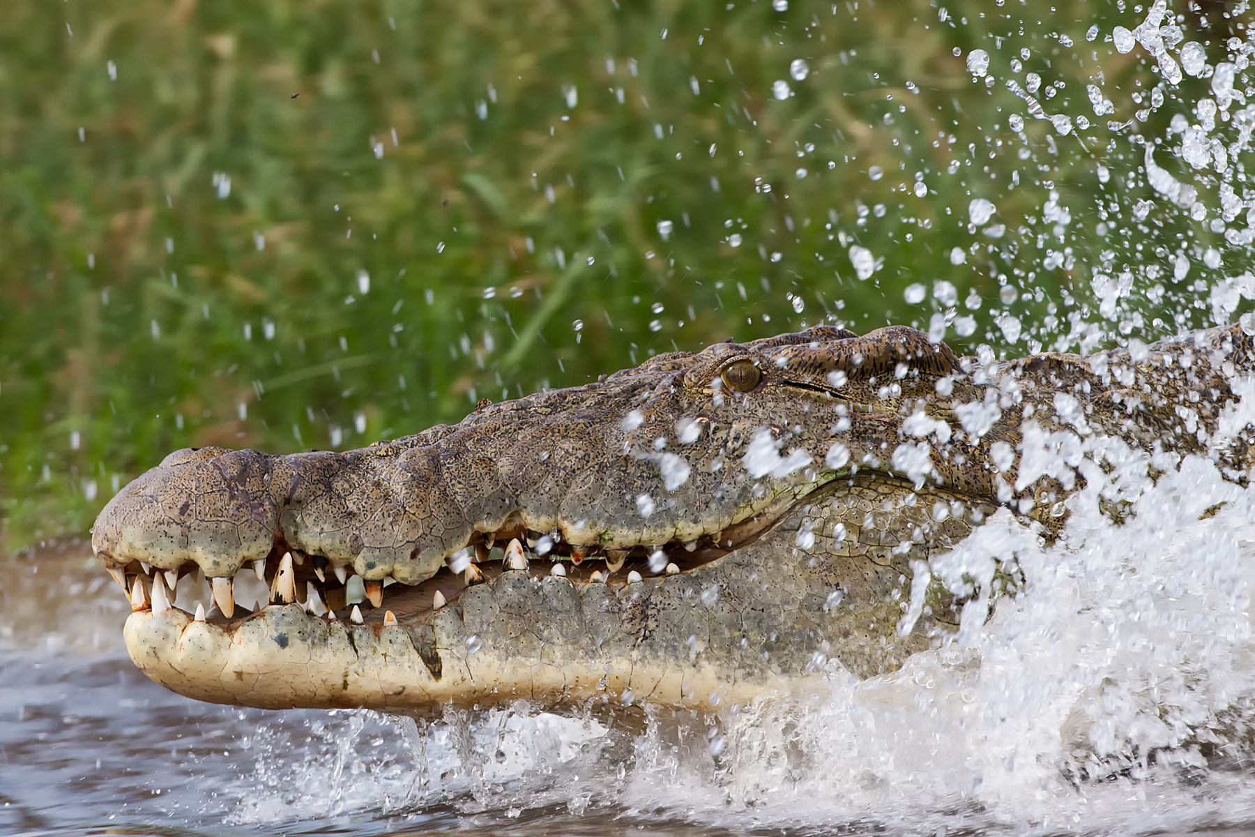 A huge Nile Crocodile launching into the Nile River - Uganda