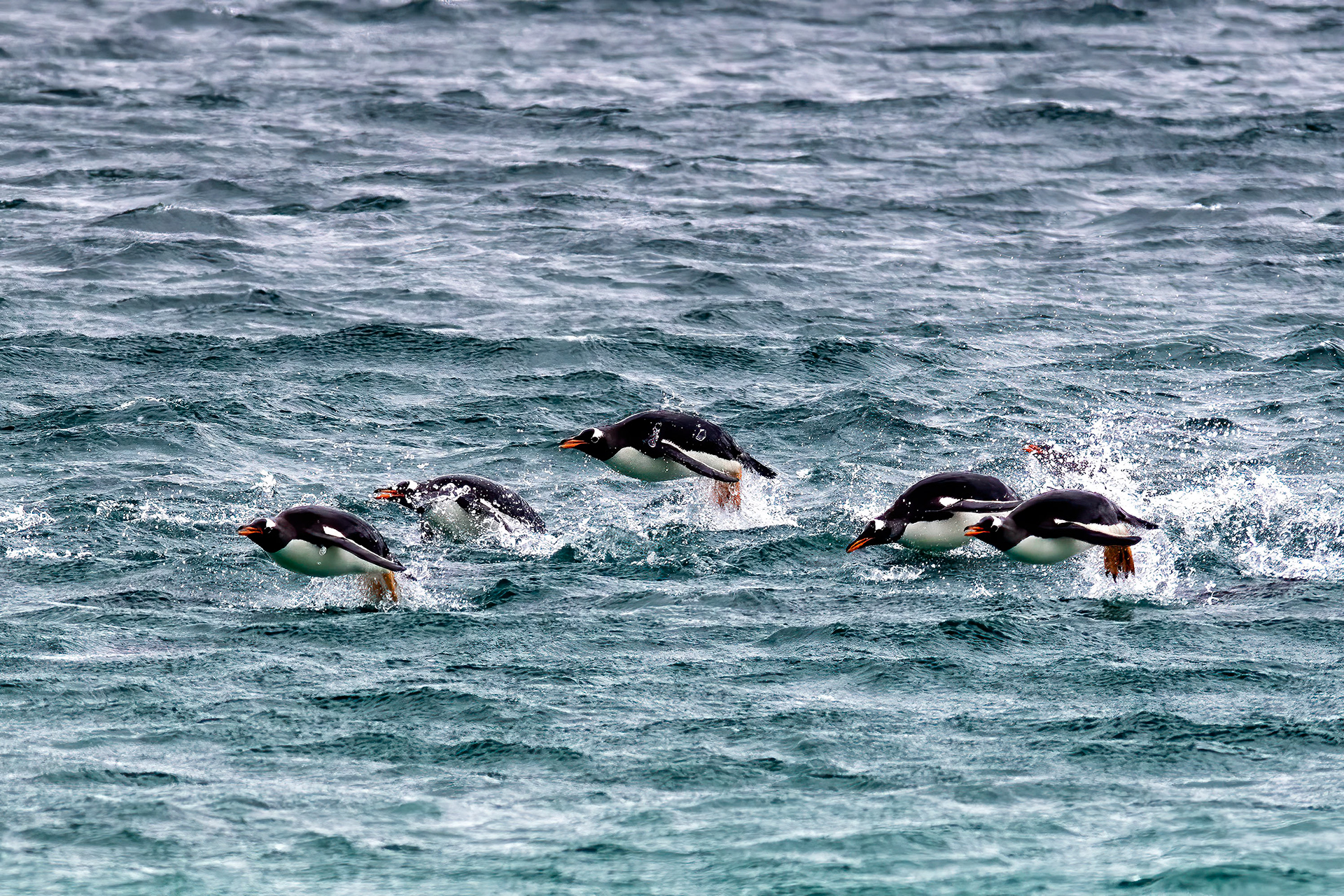 Gentoo penguins porpoising in - Falklands - RM