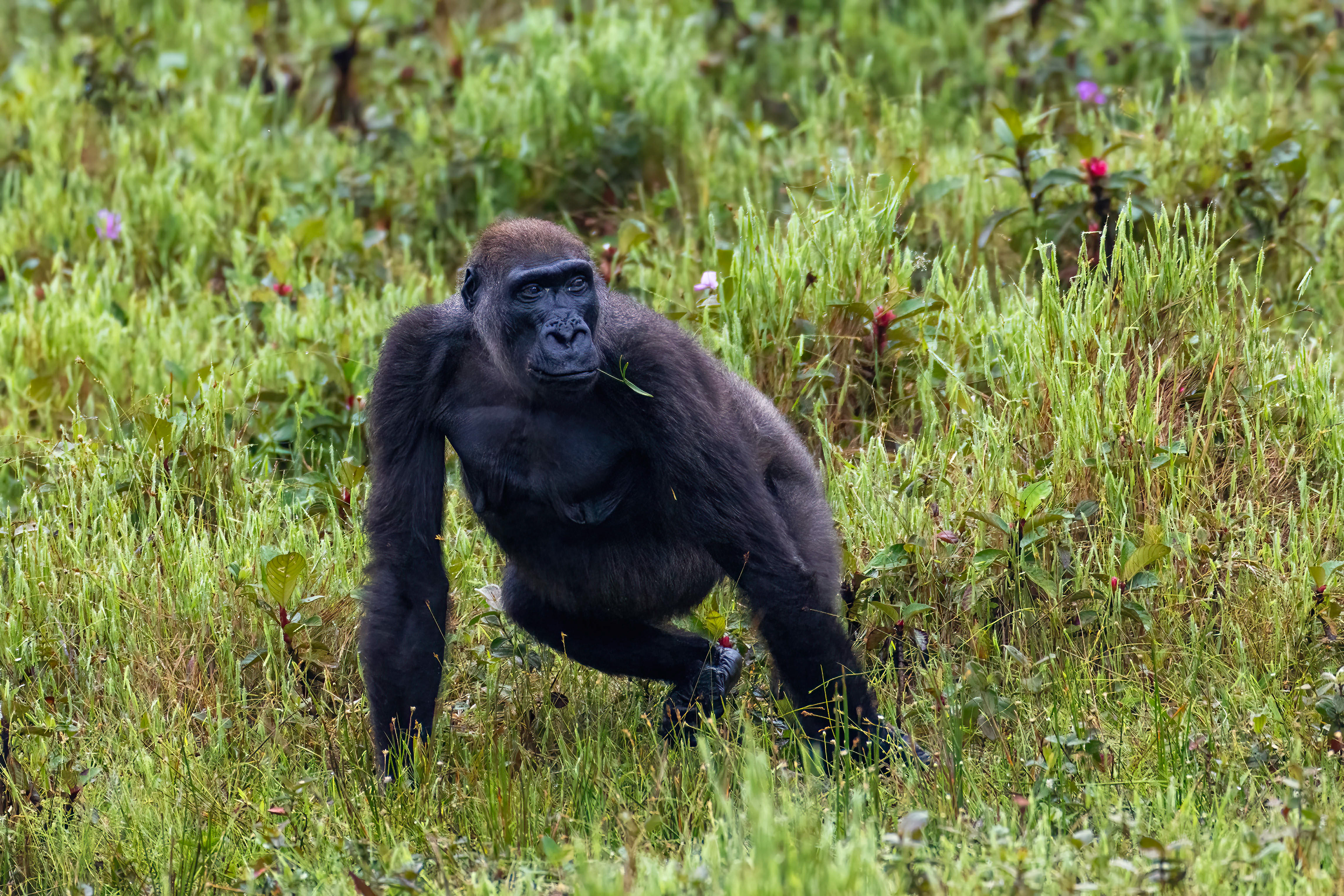 Western Lowland Gorilla - Odzala, Republic of Congo