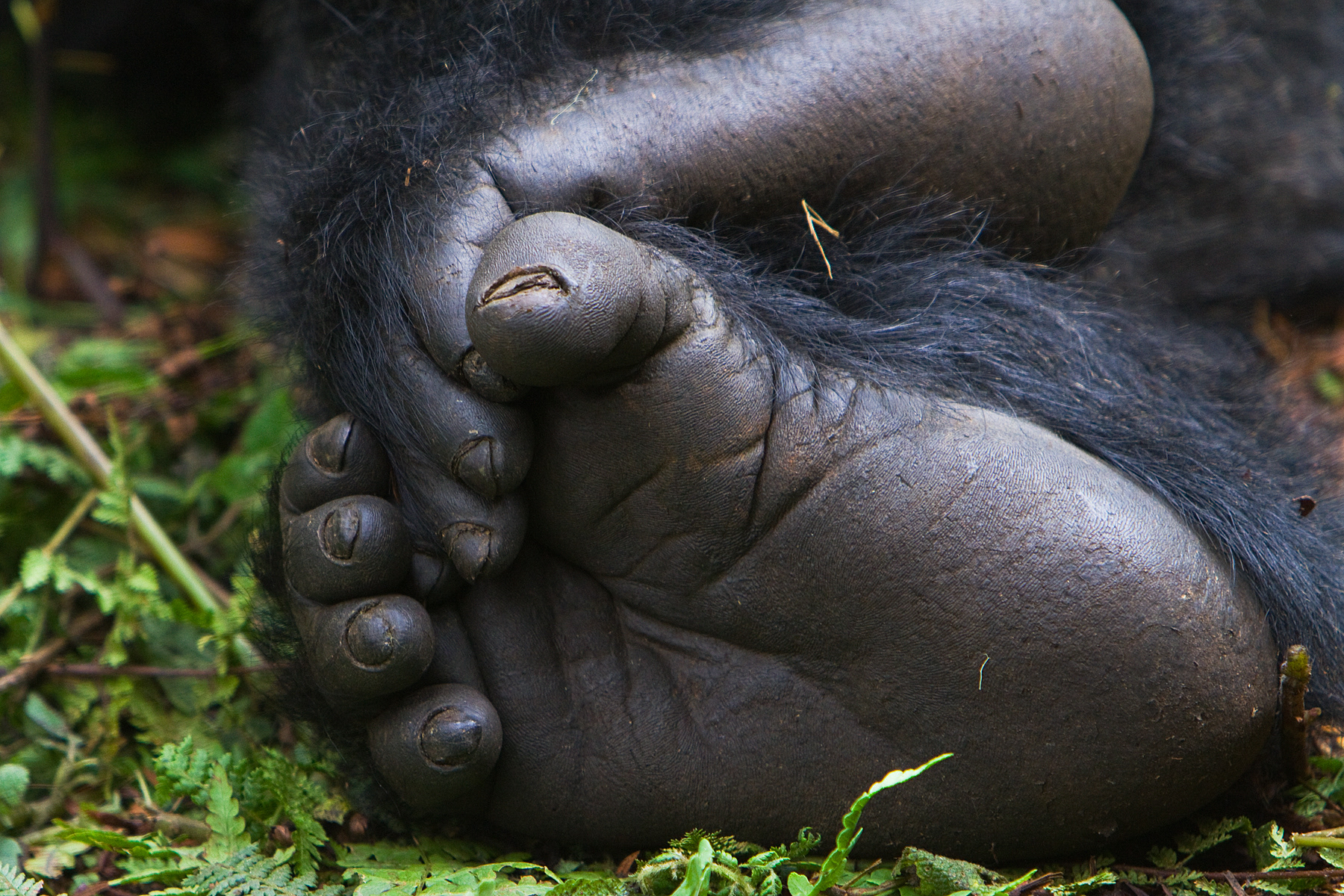 Mountain Gorilla - Rwanda - RM