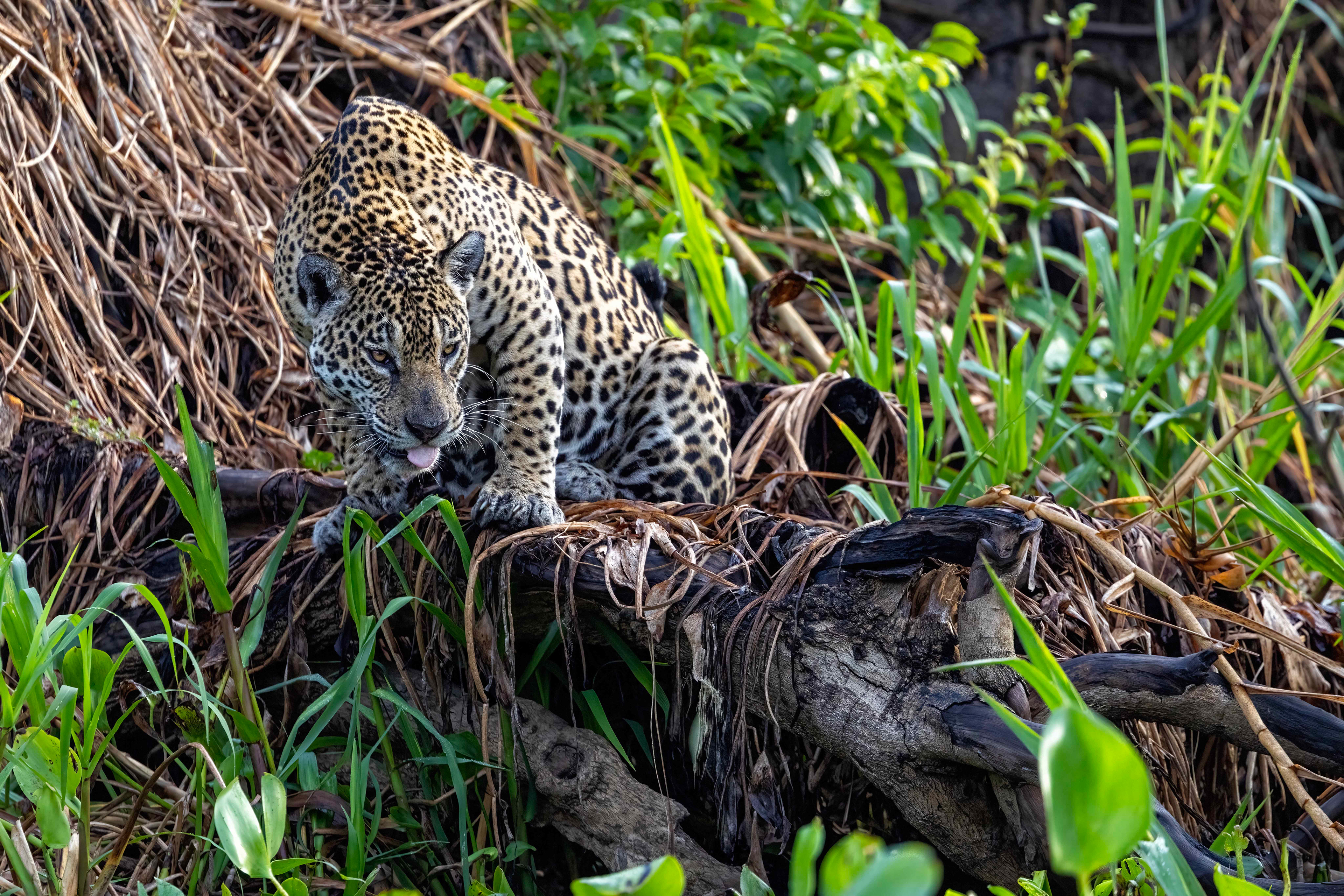female Jaguar