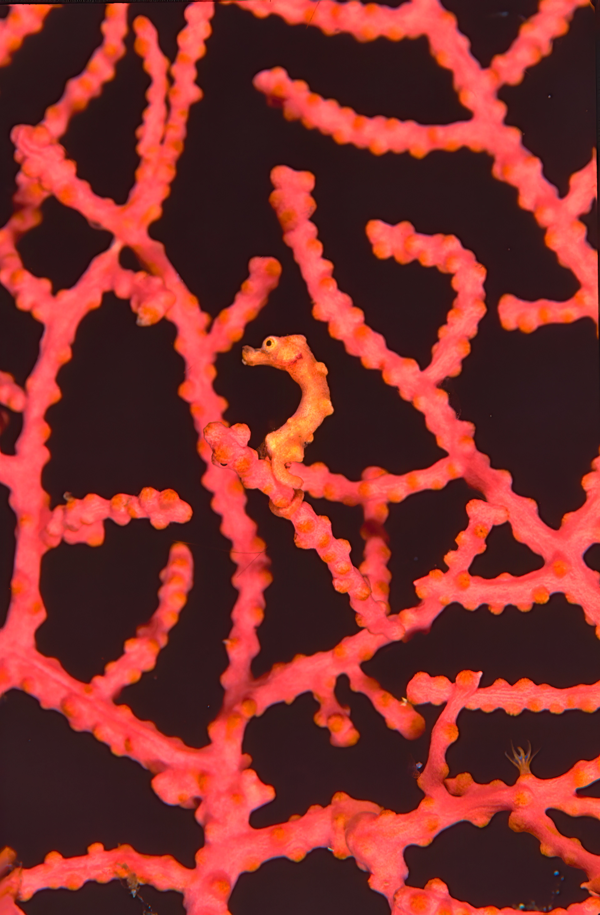 Pigmy Seahorse - Papua New Guniea