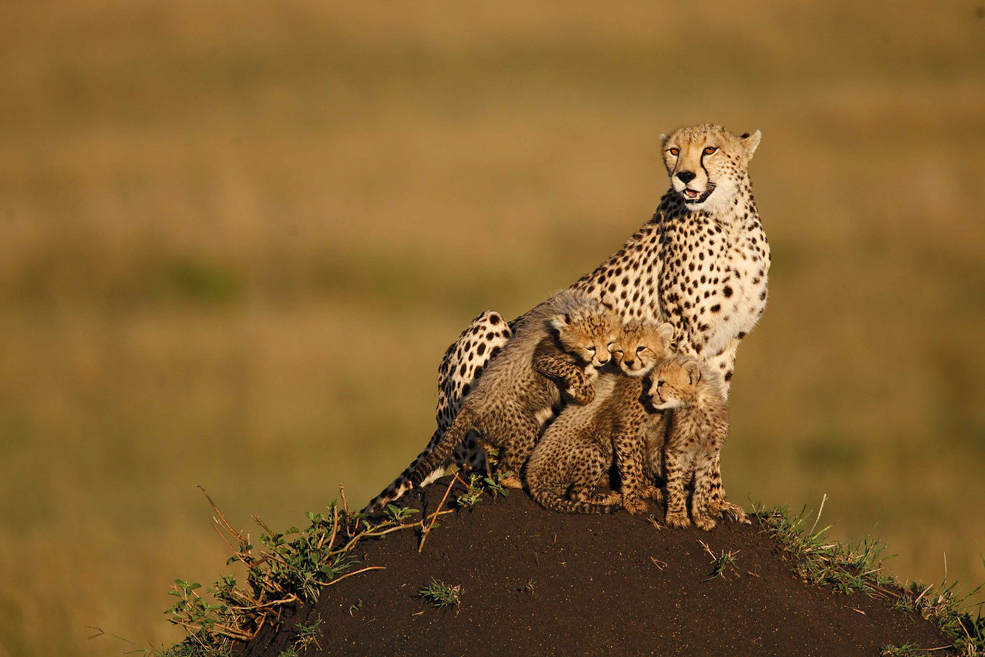 Cheetah mother and cubs - Masai mara