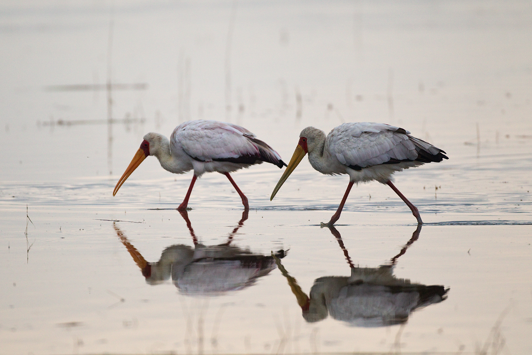 Yellow-billed Storks - Nakuru