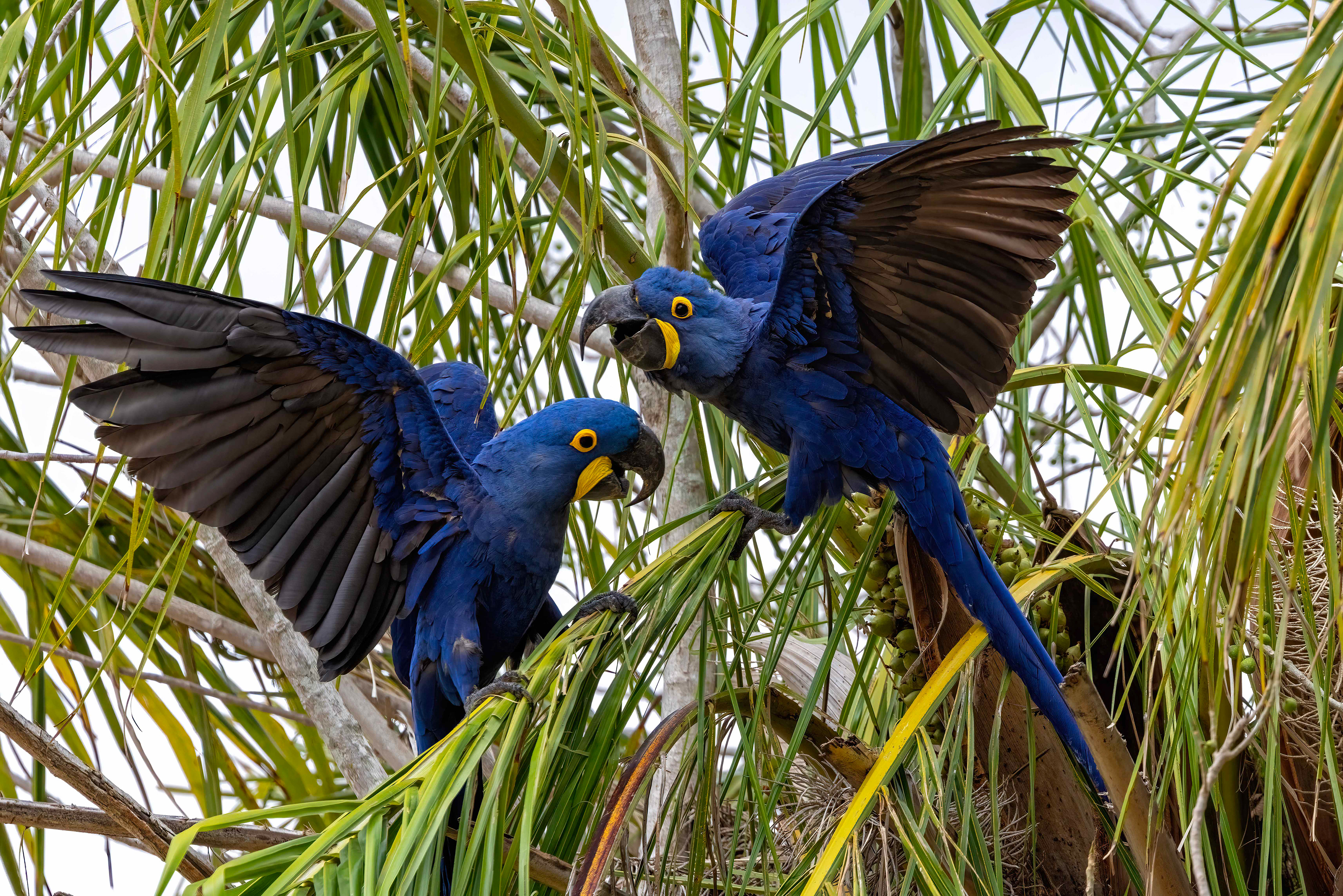 Hyacinth Macaws