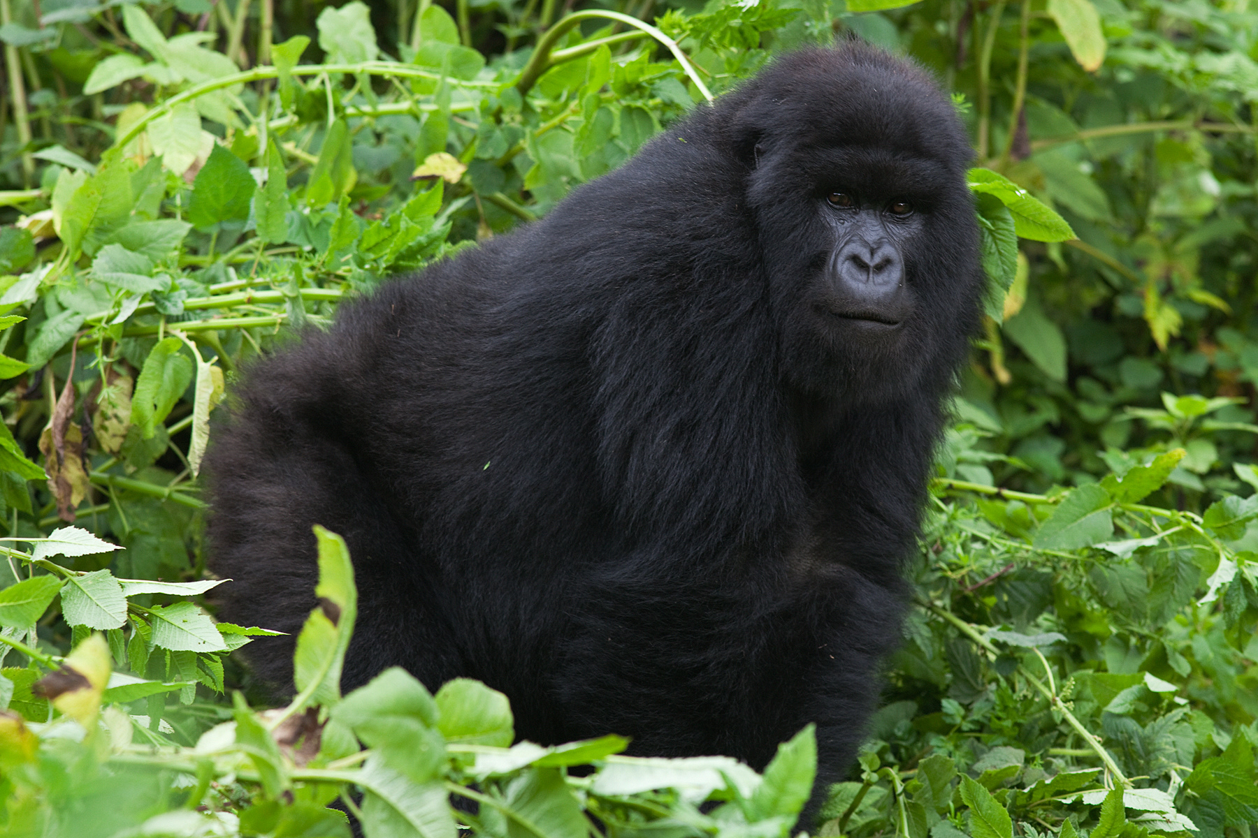 Mountain Gorilla - Rwanda