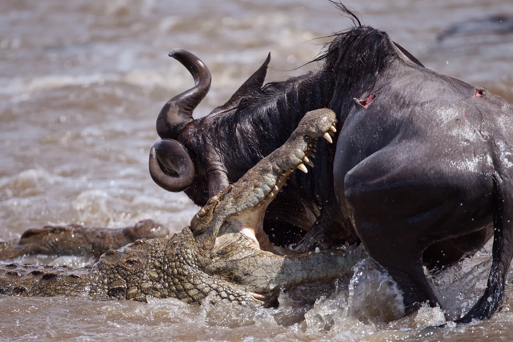 One of many Nile Crocodiles attacking Wildebeest injured crossing the Mara River - Masai Mara