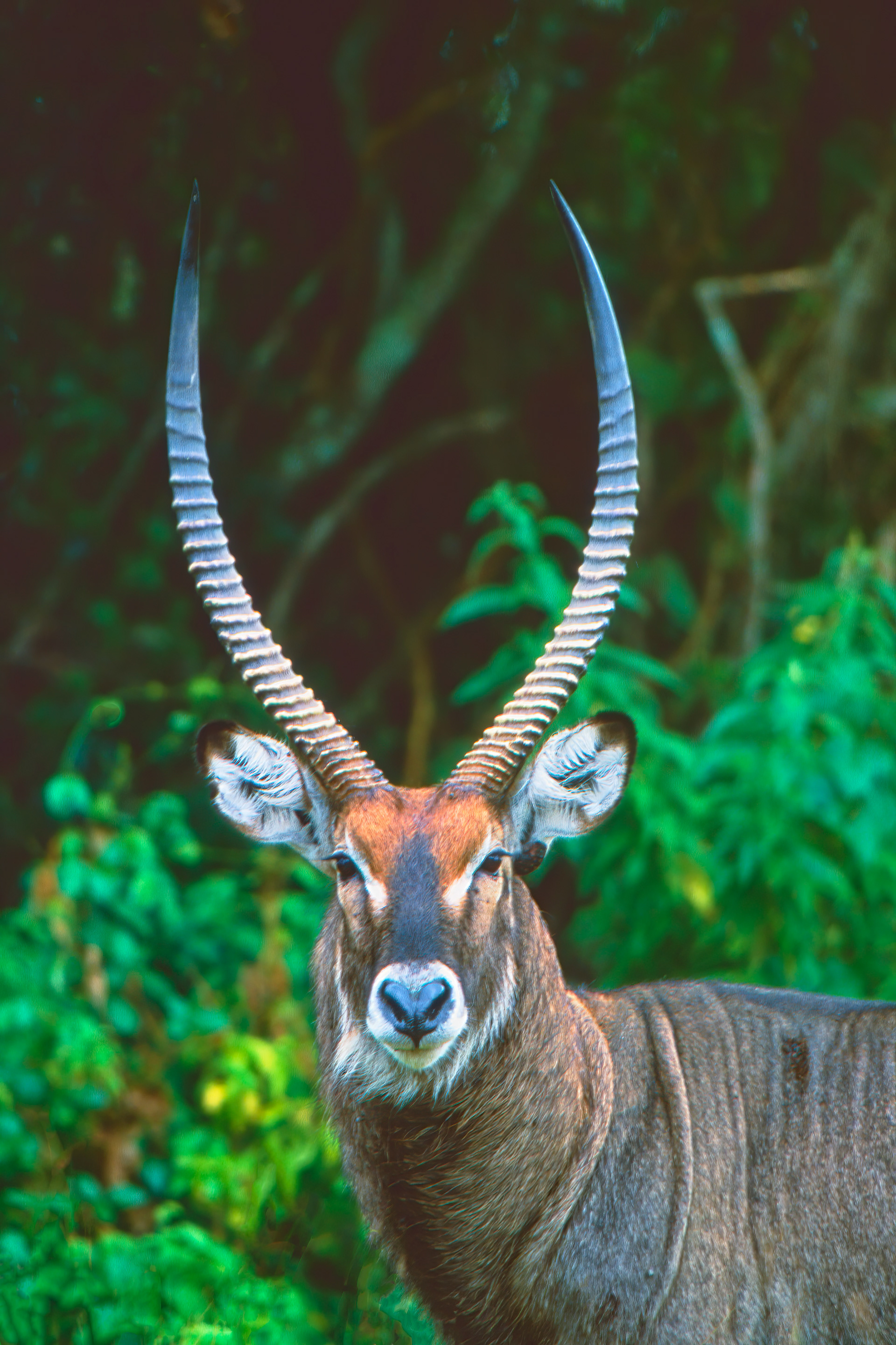 Male waterbuck - Uganda