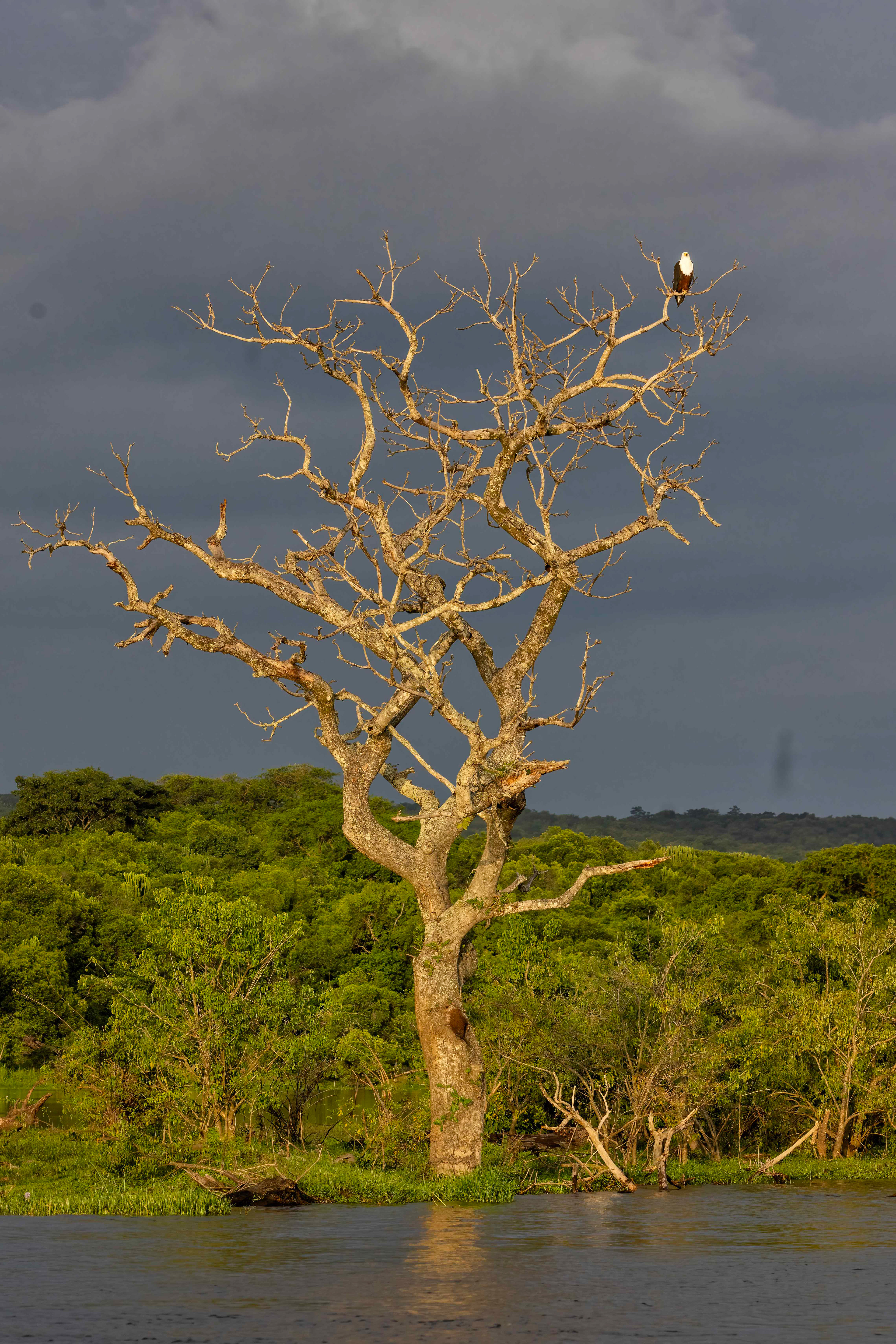 African Fish eagle at sunset - Murchison Falls National Park, Uganda