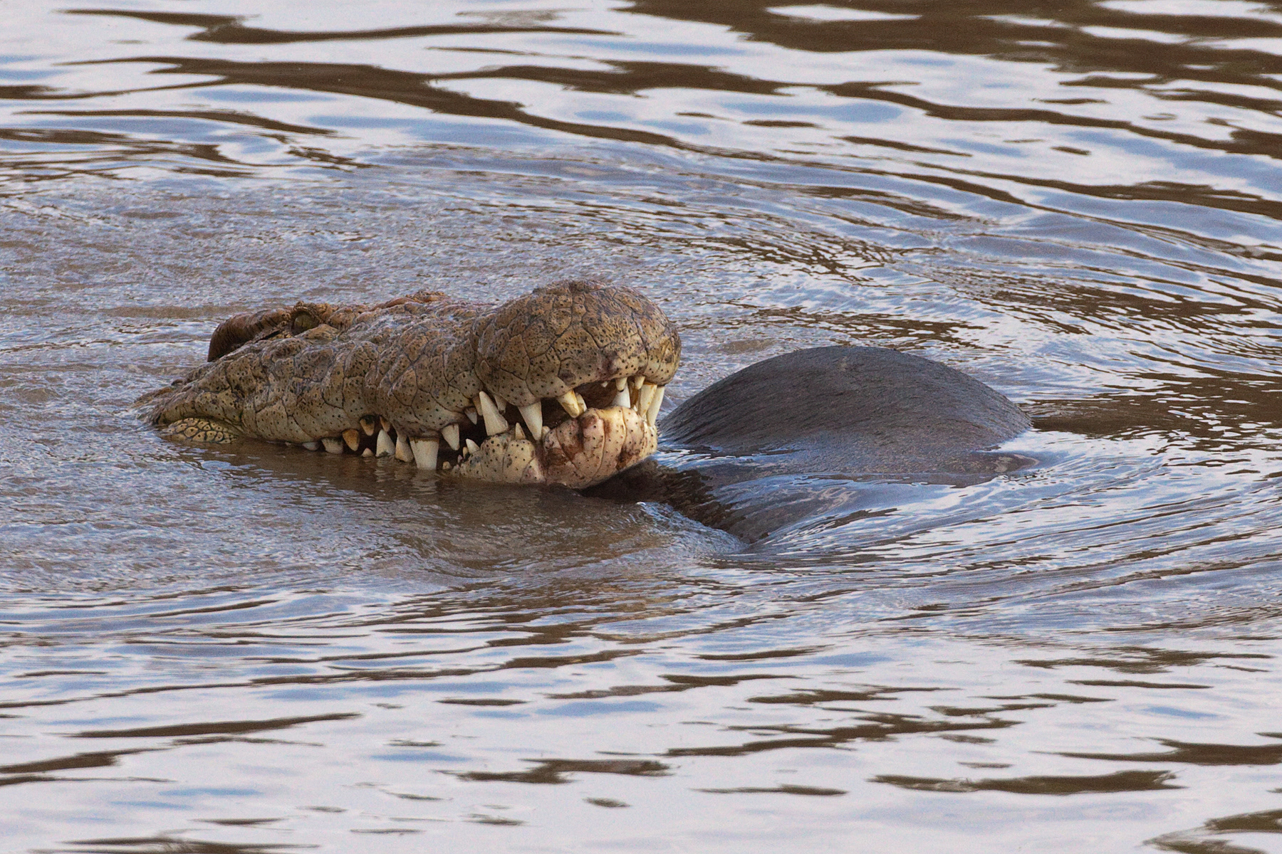 Large Nile Crocodile with a Wildebeest following a river crossing - Masai Mara