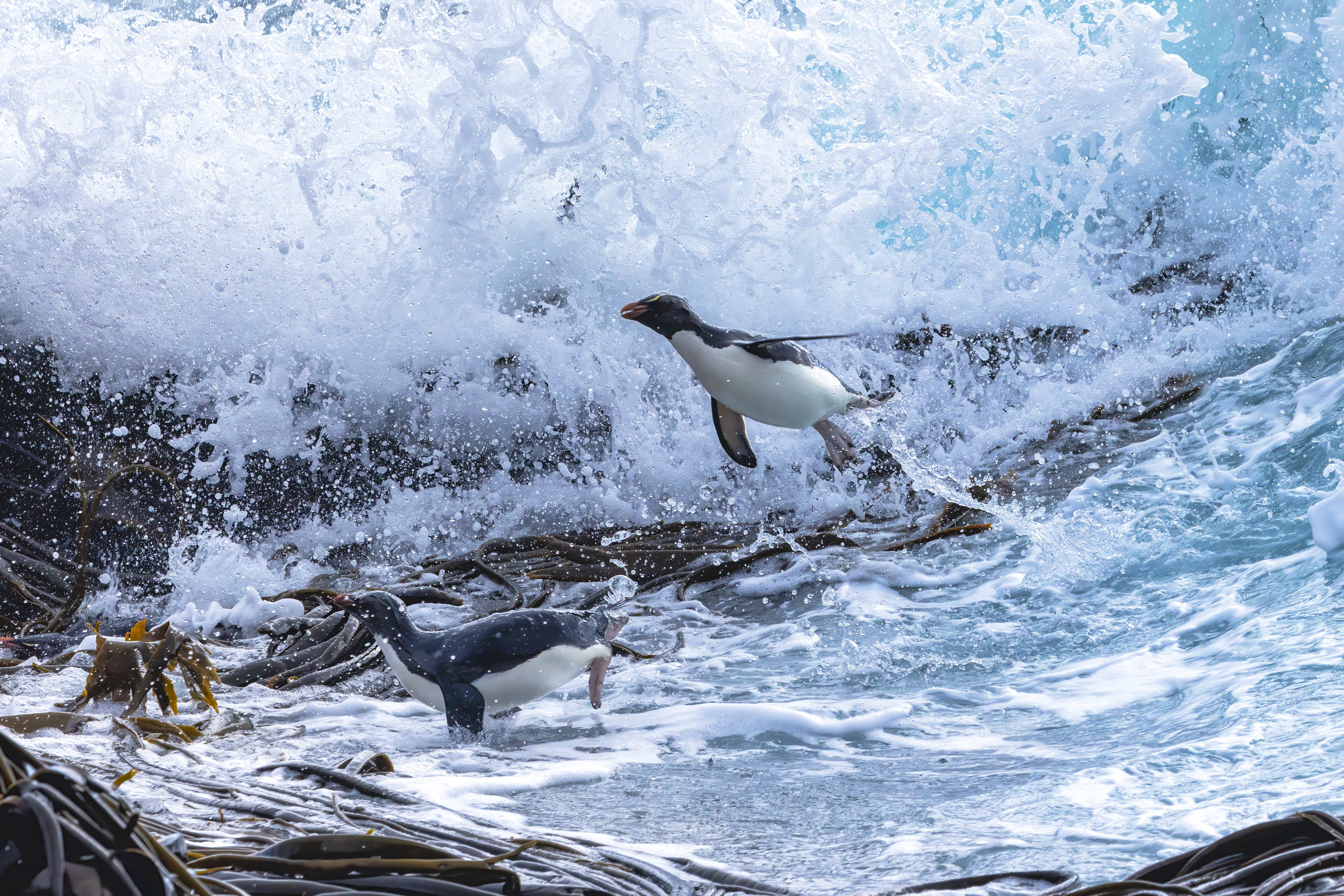 Southern Rockhoppers launching themselves from the surf onto the kelp - falklands
