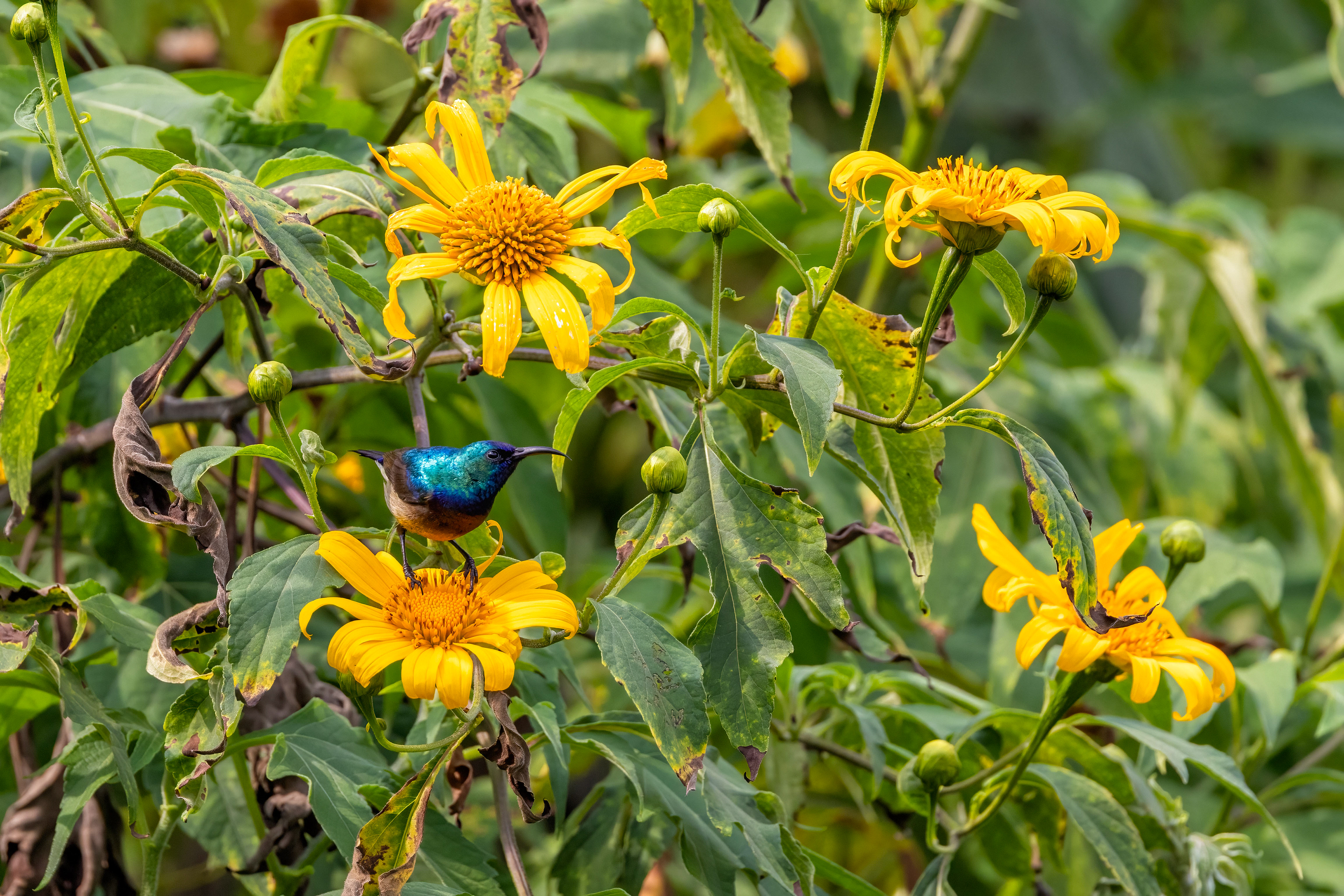Scarlet-chested Sunbird - Chahafi, Uganda - RM