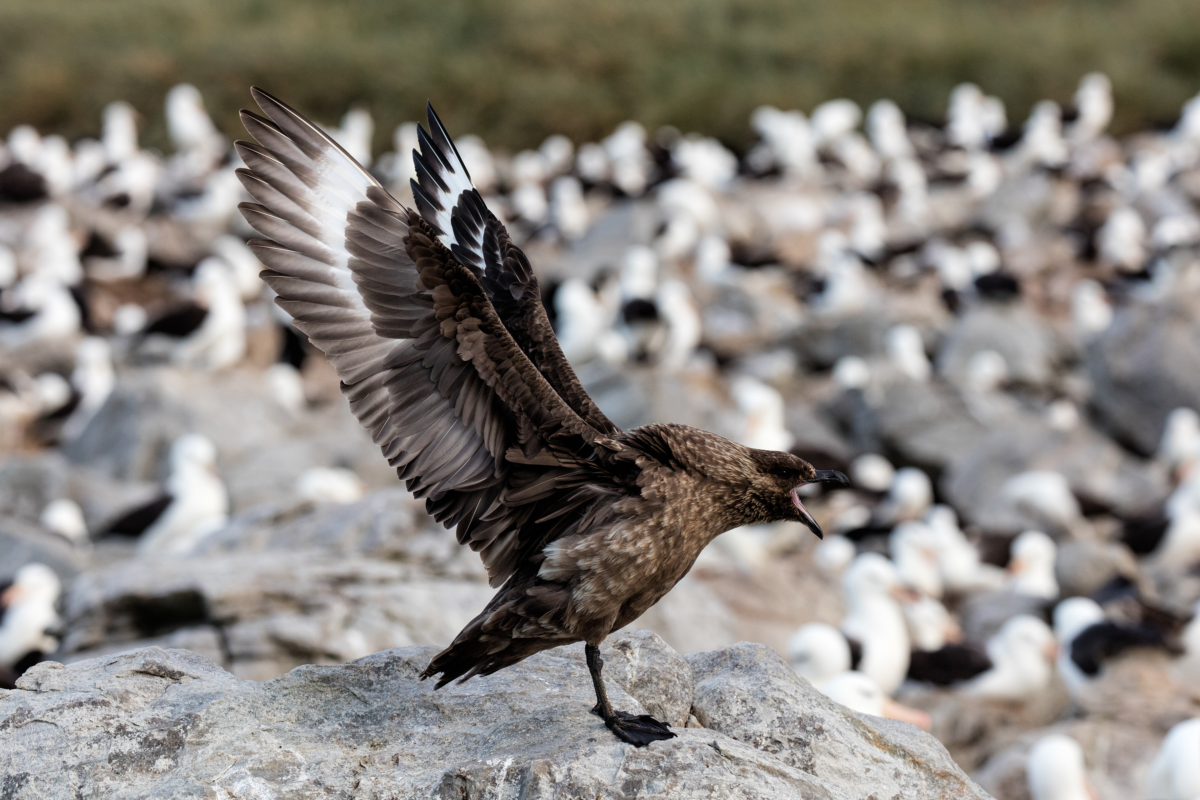 Falkland Skua - Falklands