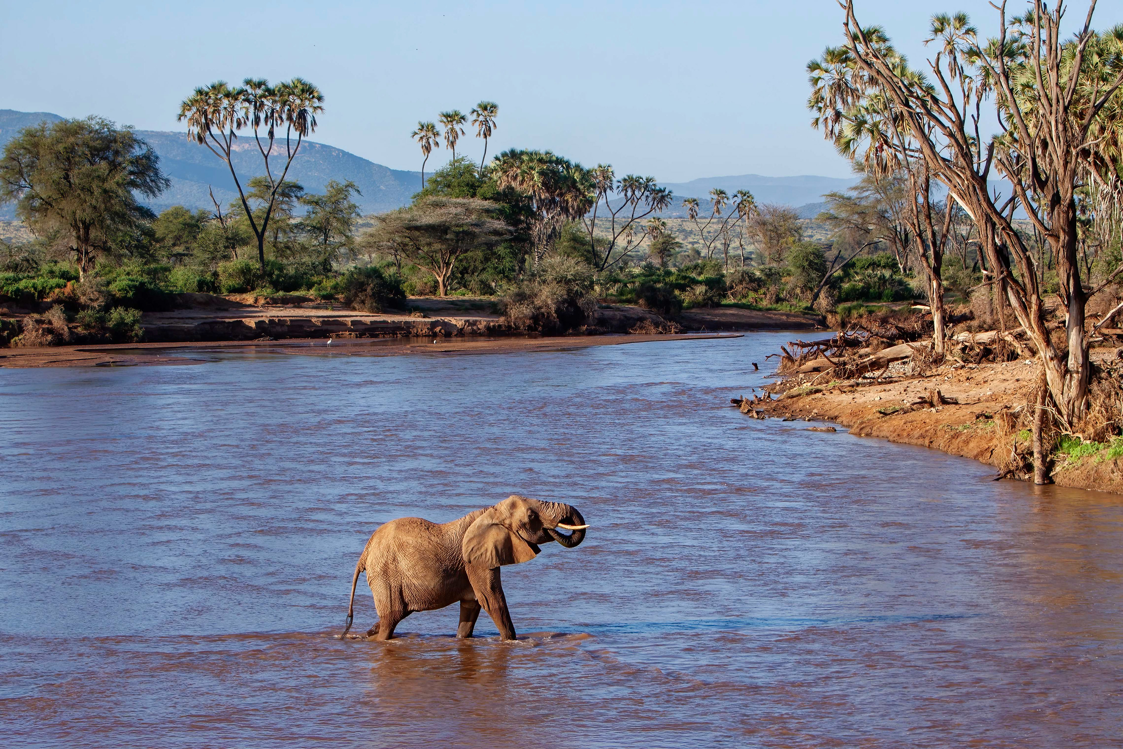 Elephant crossing the Ewes Nyiro River - Samburu 
