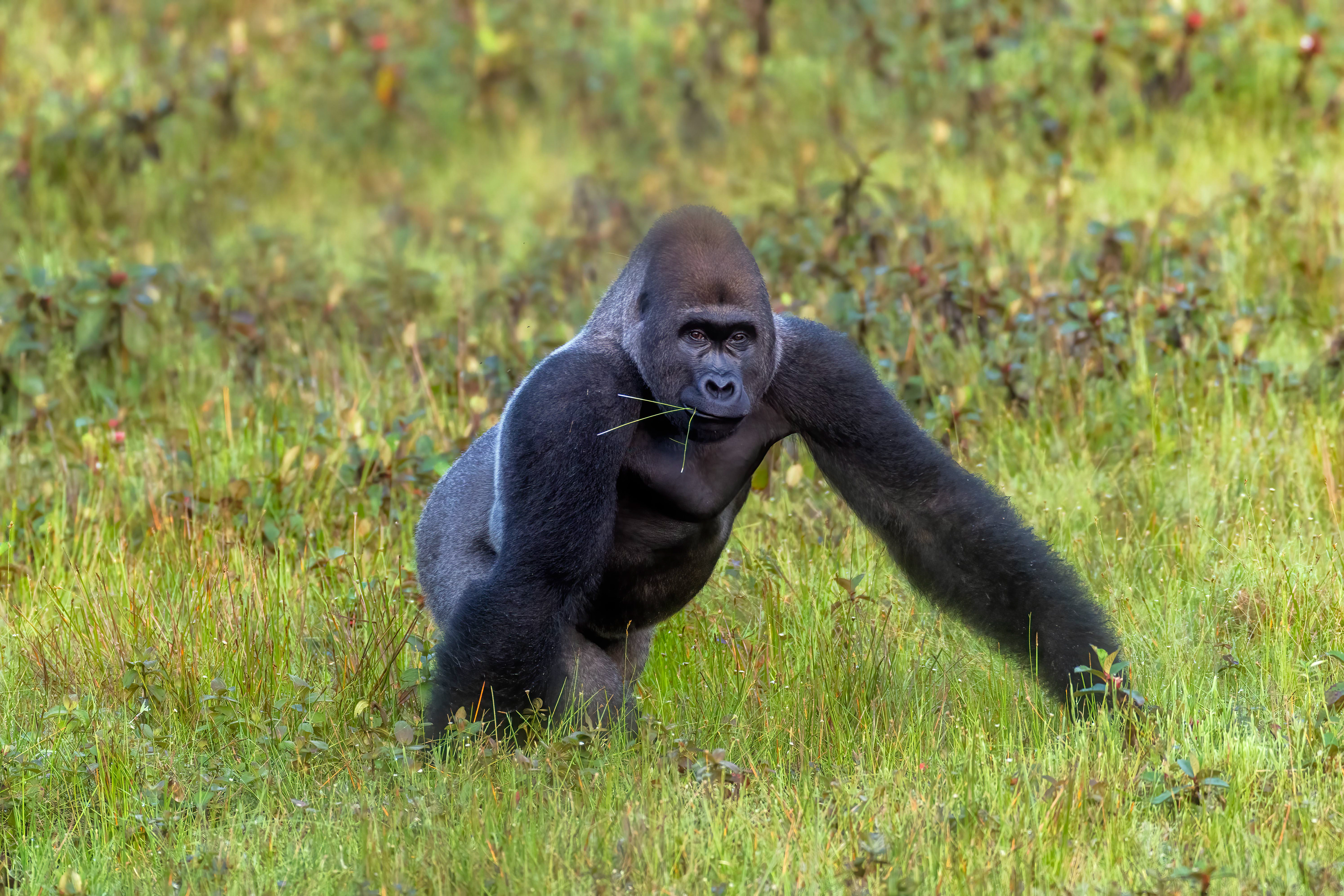 Western Lowland Silverback Gorilla - Odzala, Republic of Congo