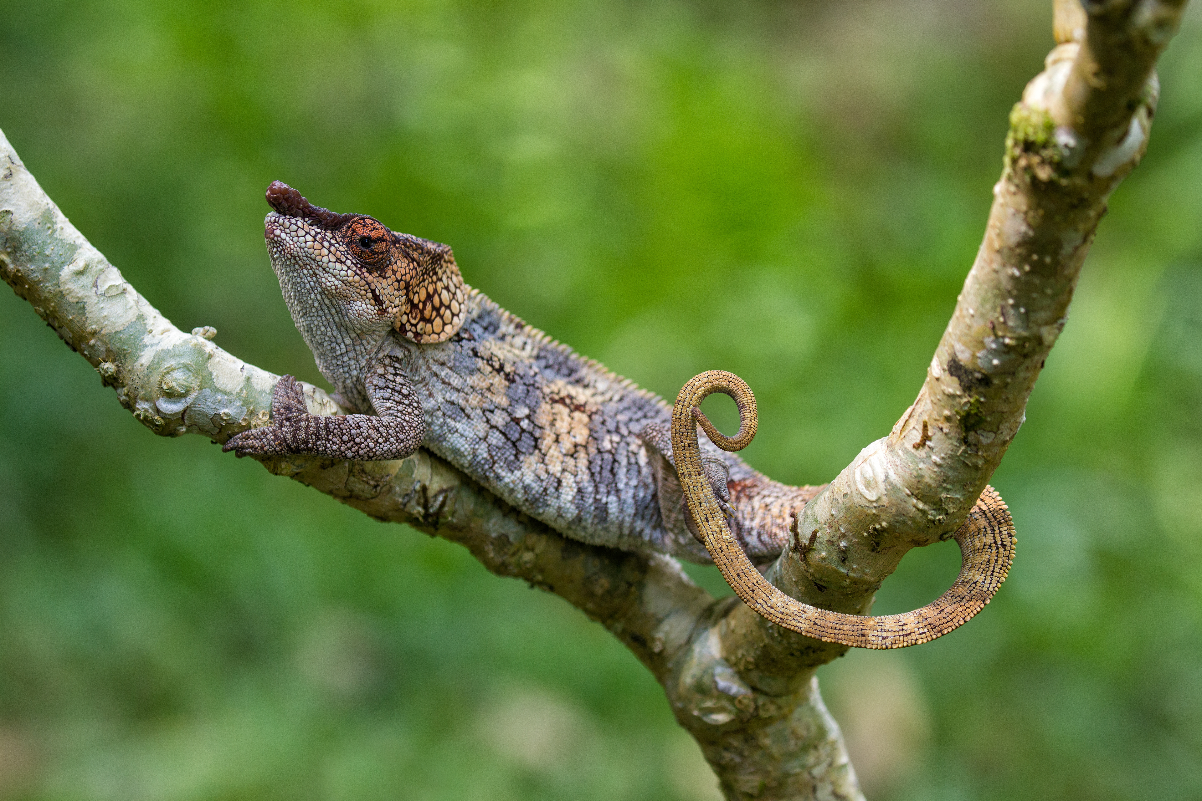 Parson's Chameleon - Andisibe