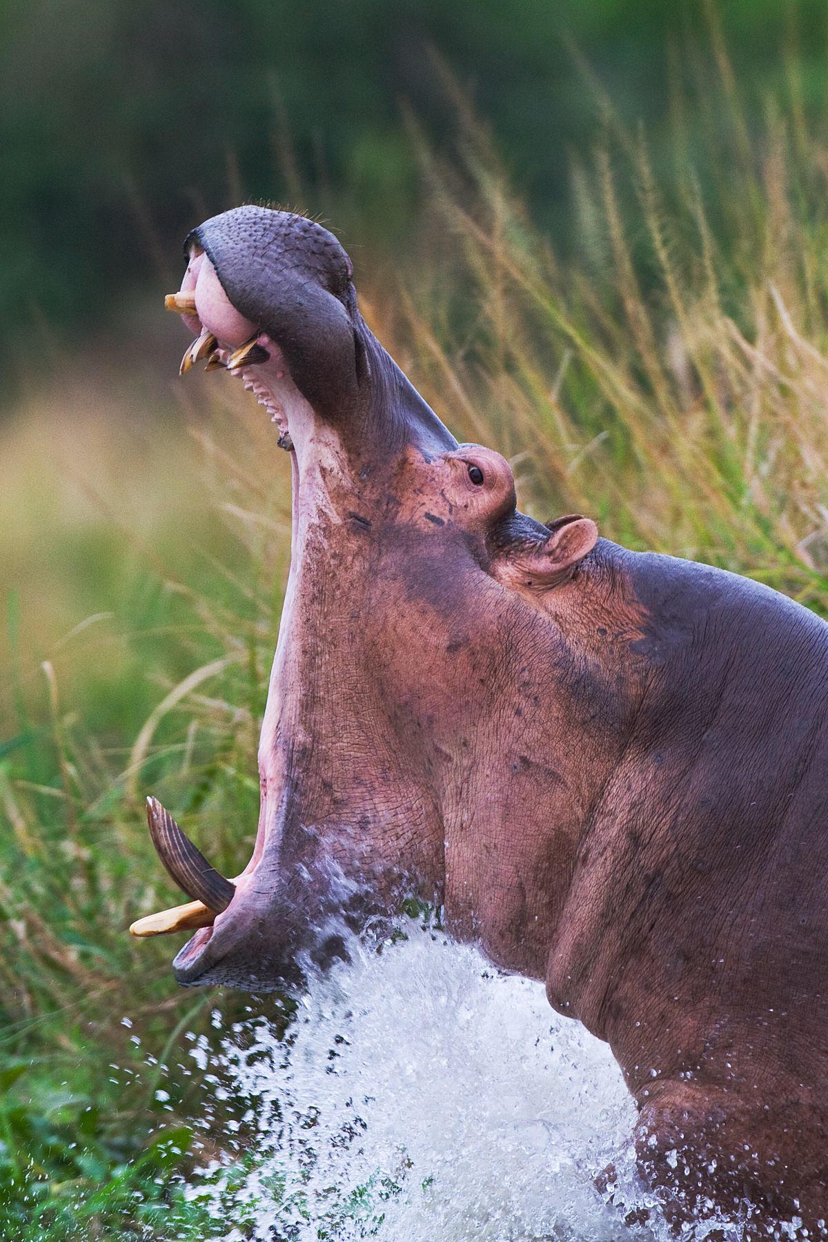 Hippo charging into battle - Uganda