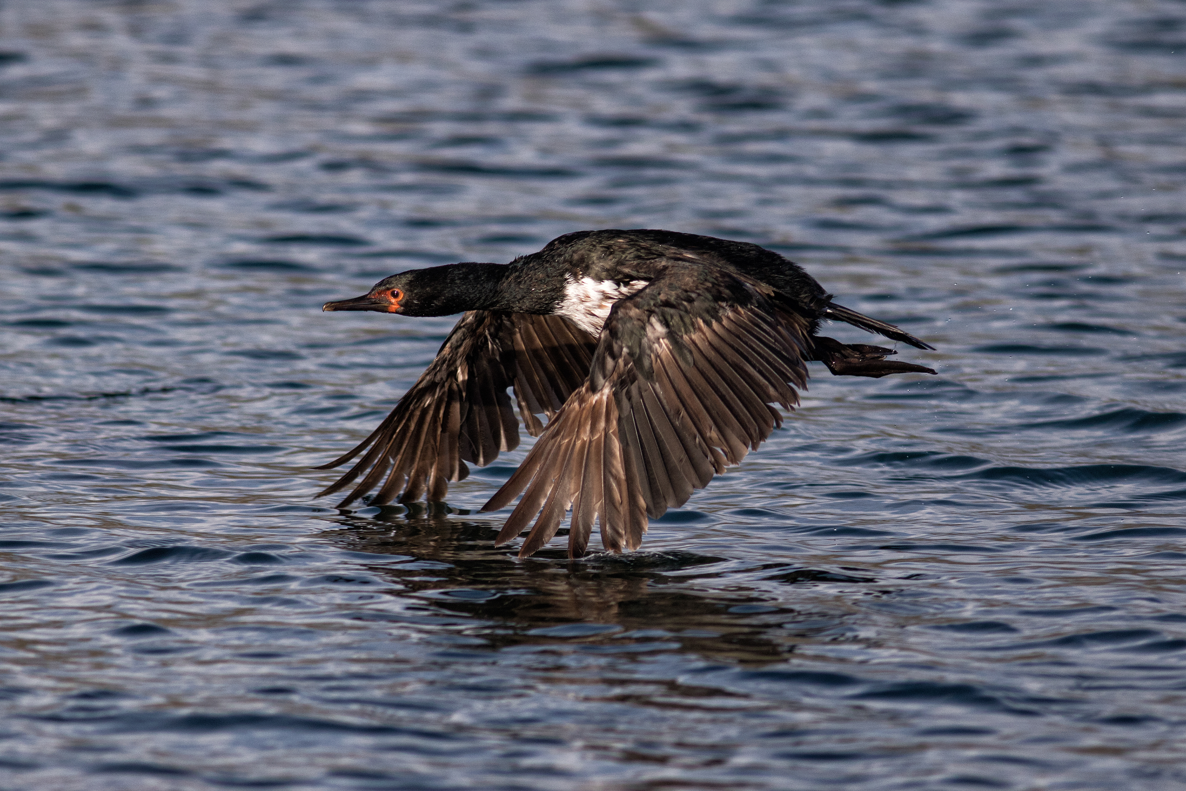Rock Cormorant in flight - Falklands - RM