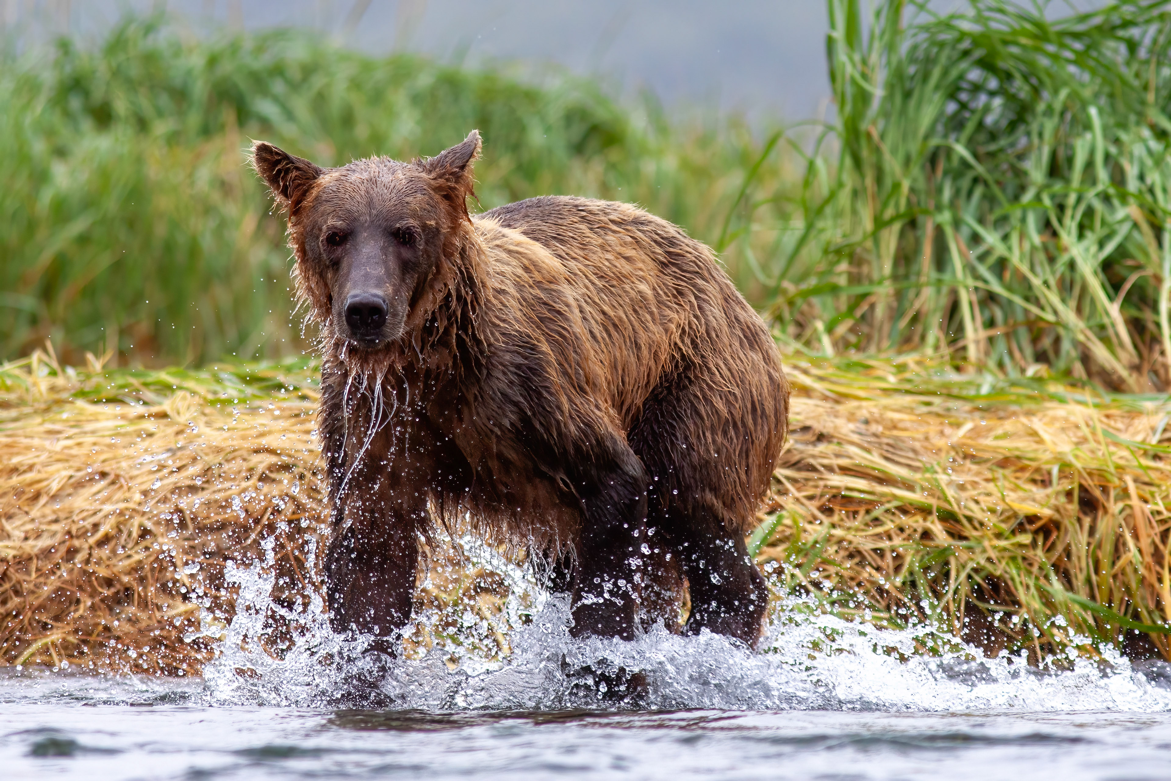 Grizzly Bear fishing for salmon - Kati Alaska - RM