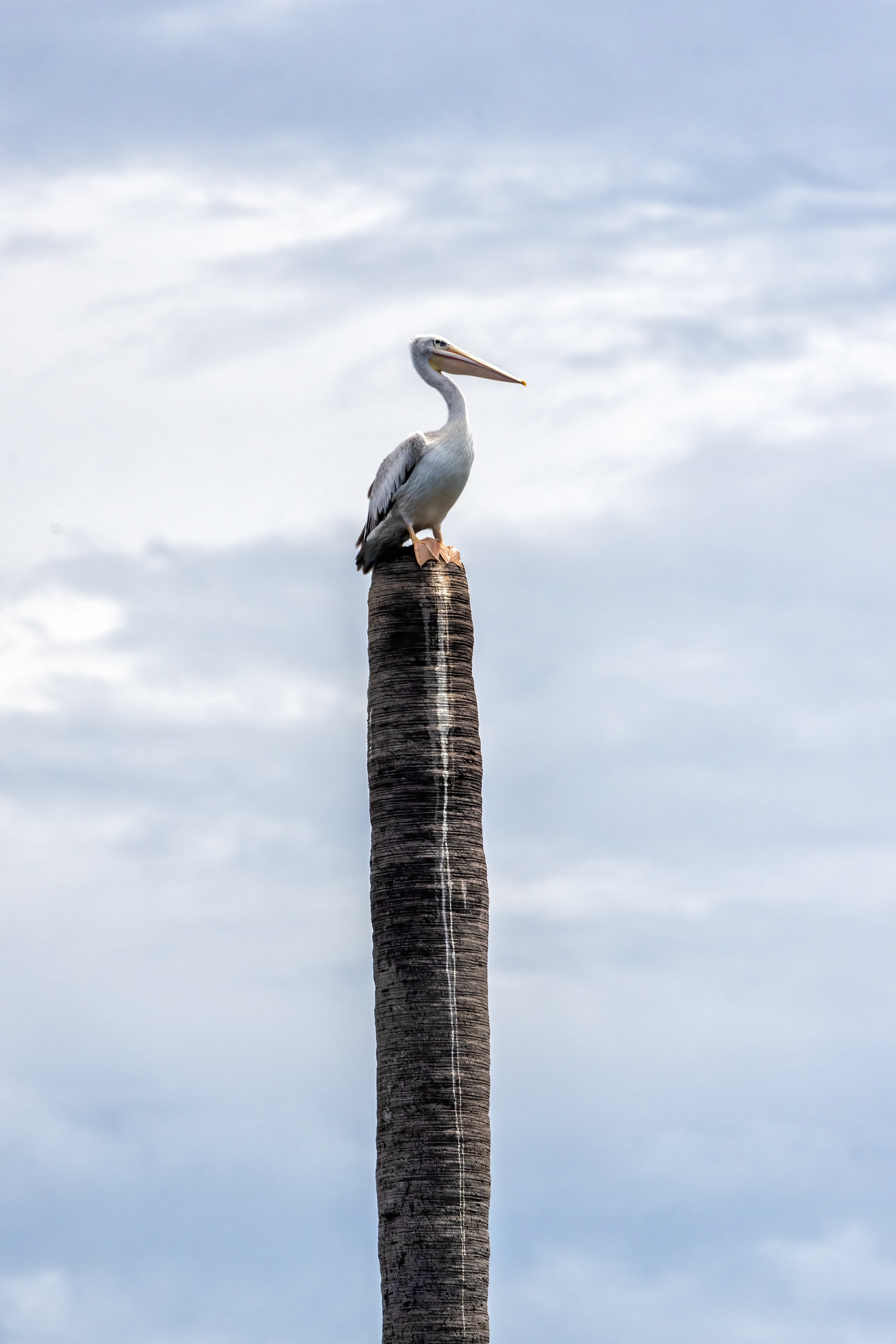 Great White Pelican resting on a dead palm tree - Lake Albert, Uganda