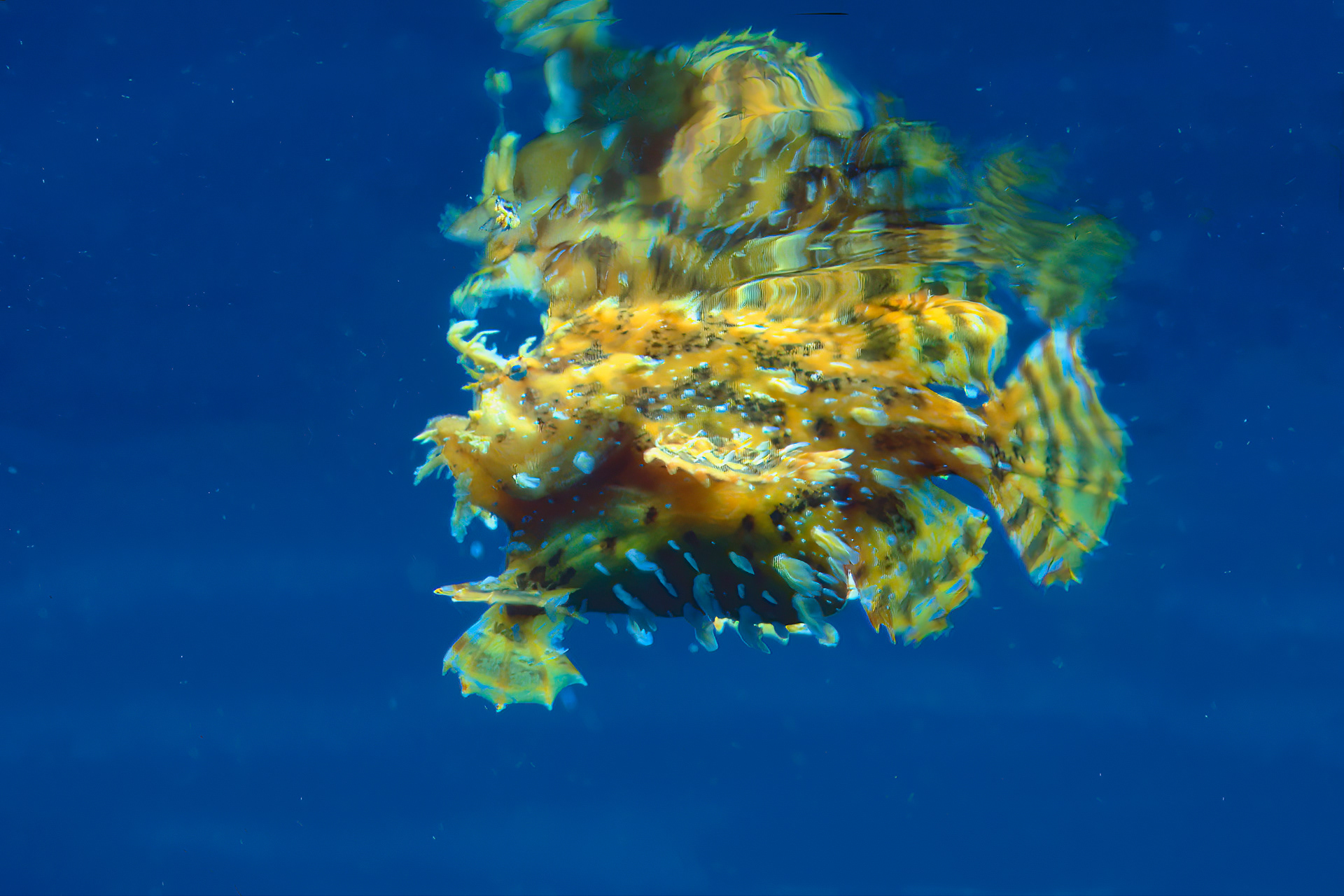 Sargassum Frogfish - Papua New Guinea