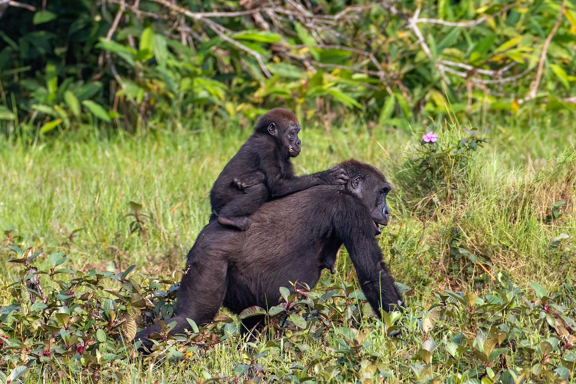 Western Lowland Gorilla mother and baby - Odzala, Republic of Congo