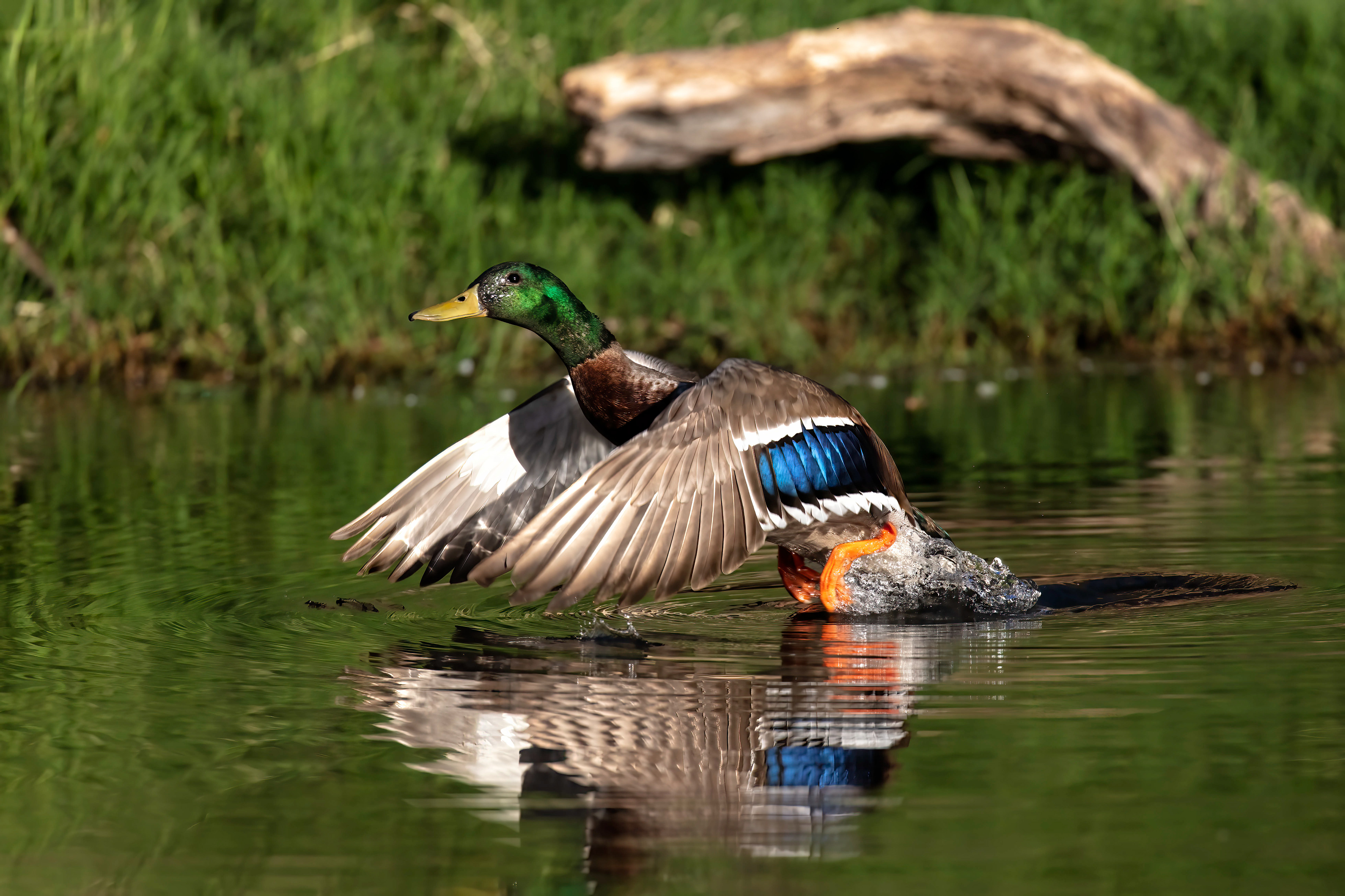 Male Mallard