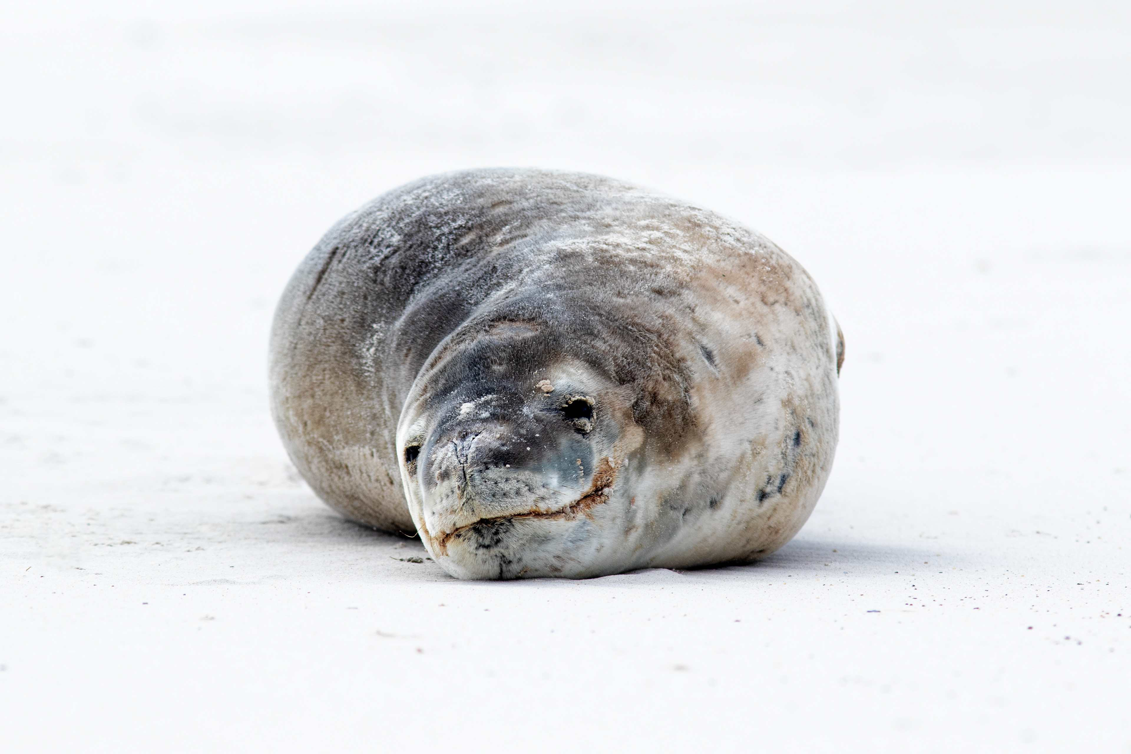 Leopard Seal resting on the beach - Falklands - RM