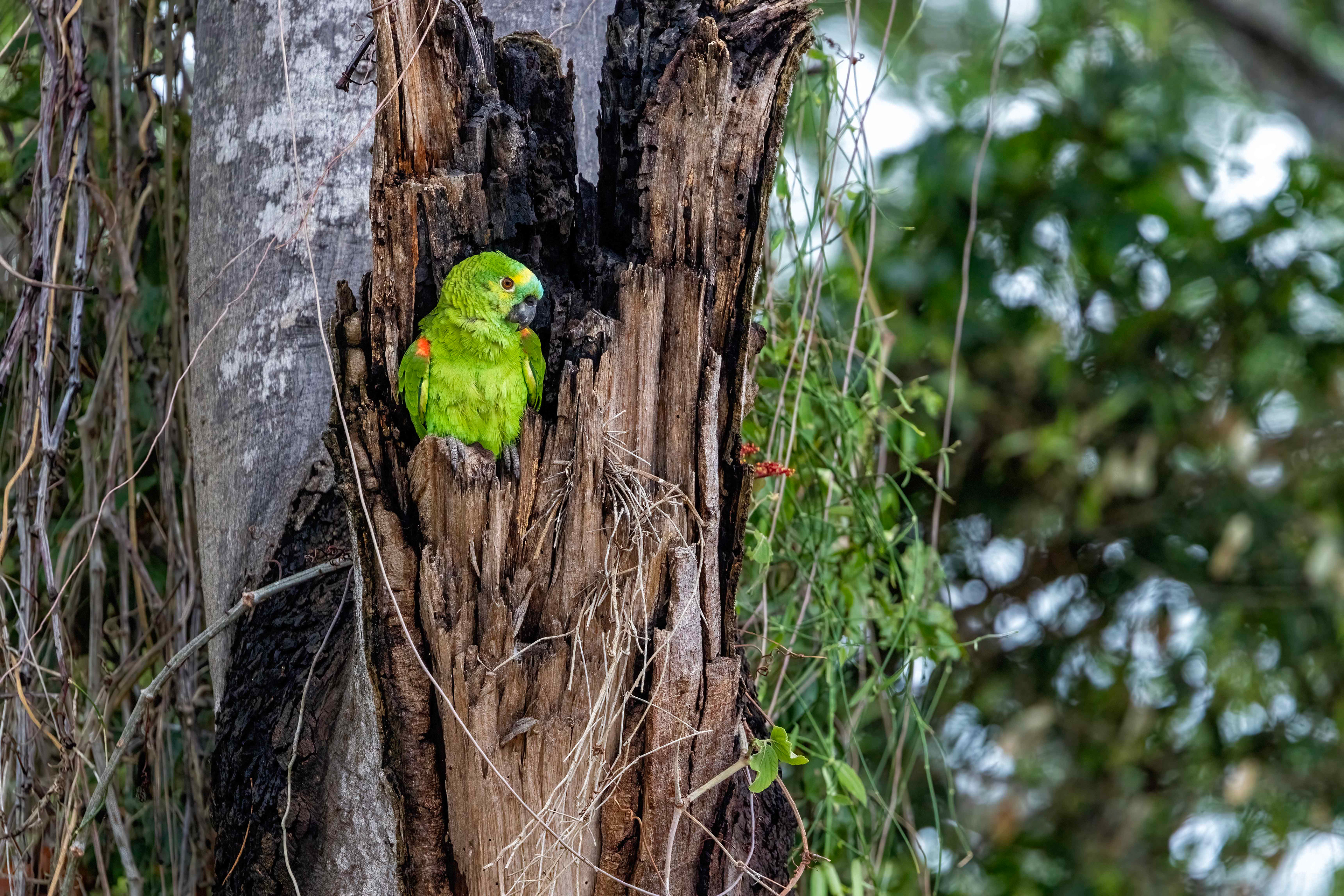 Turquoise-fronted Parrot guarding its nest