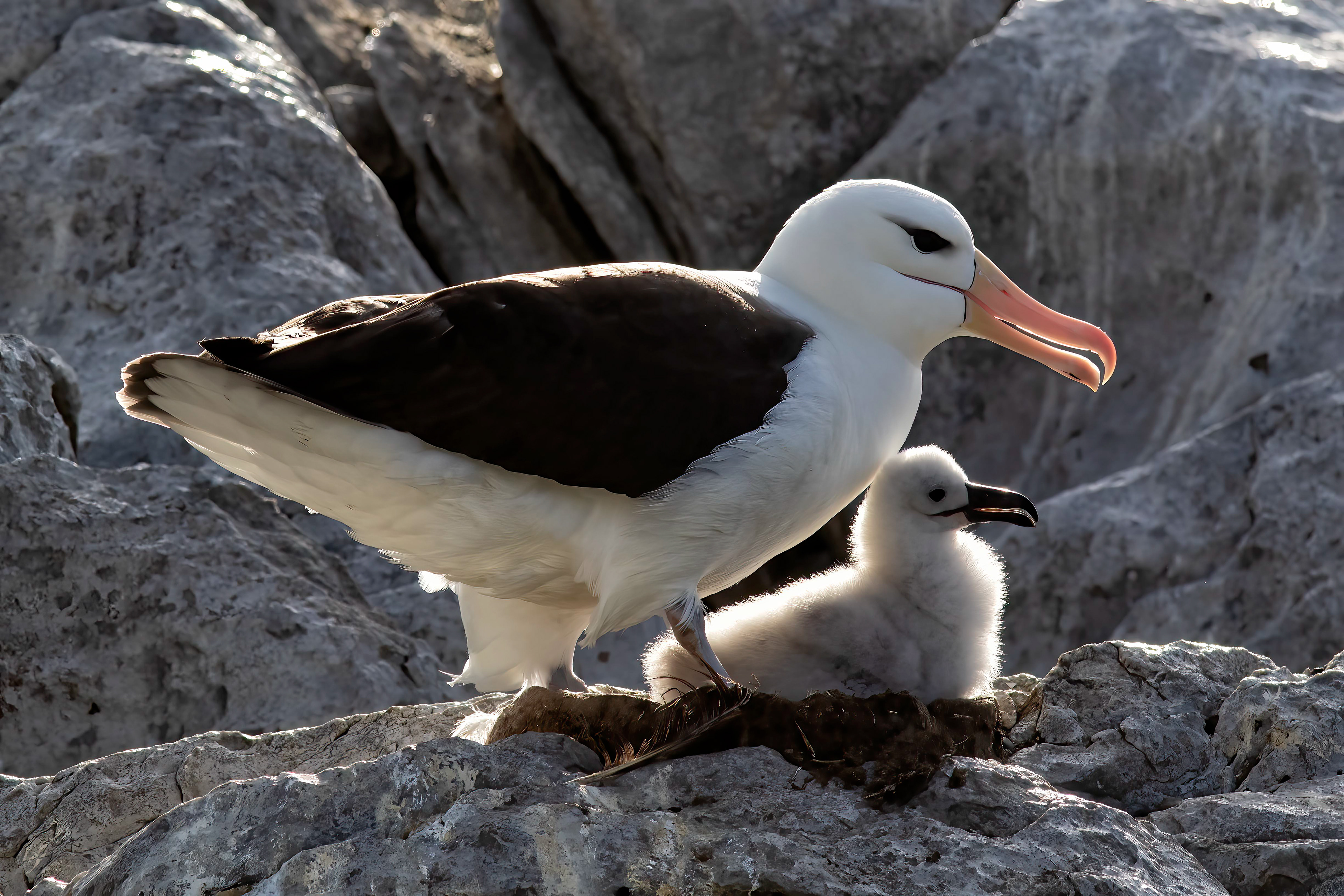 Black-browed Albatross chick - Falklands - RM
