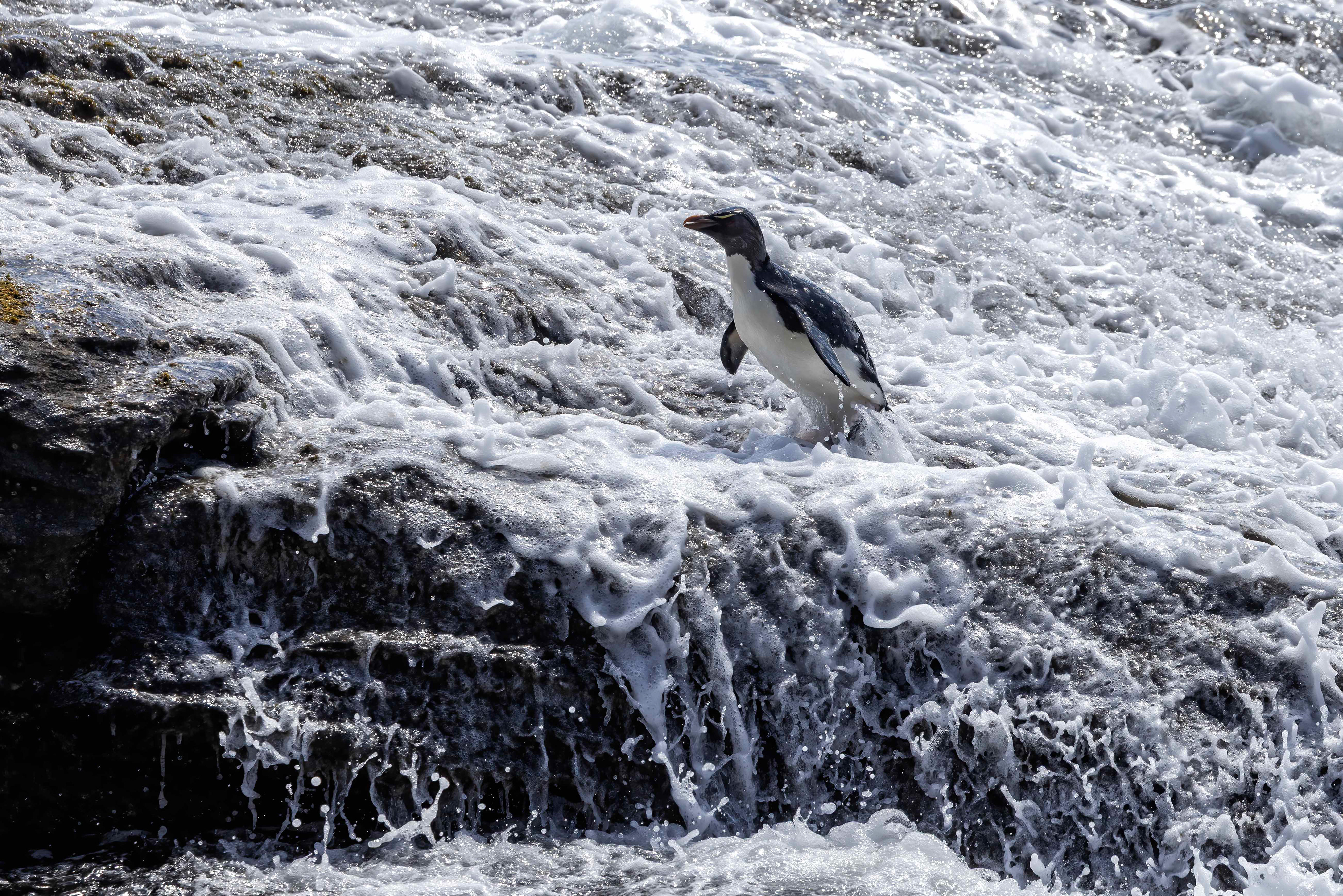 Southern Rockhopper navigating the rocky shoreline - Falklands - RM
