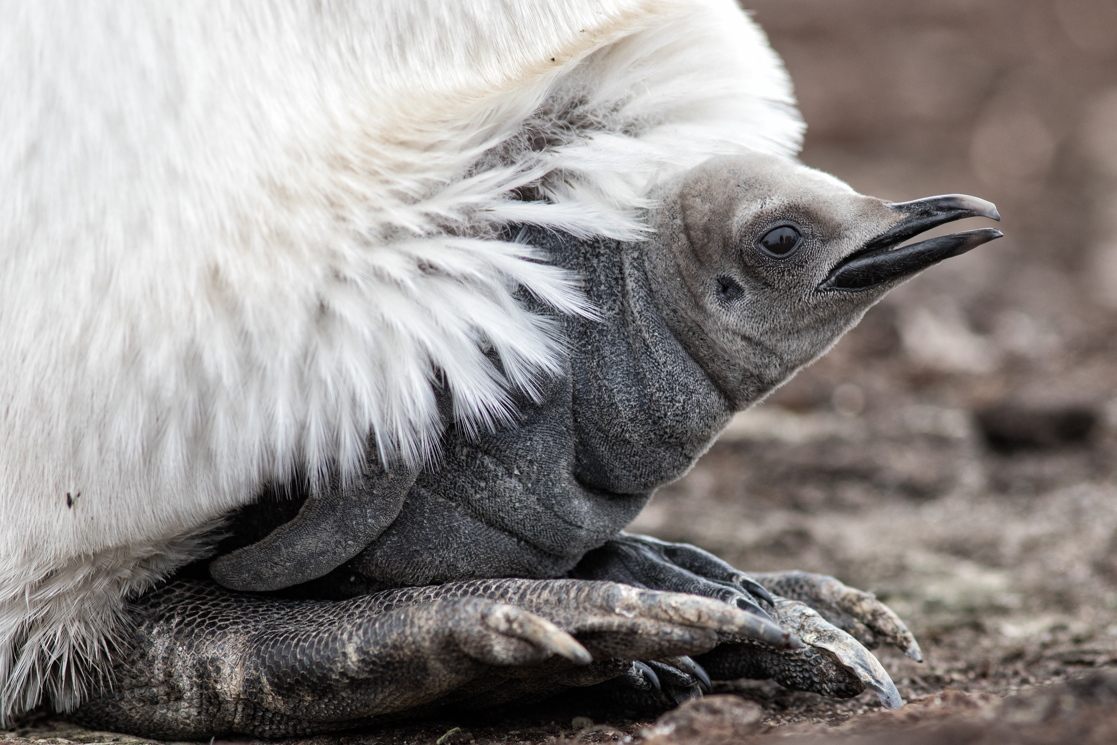 Very young King Penguin chick peeking out from its protective pouch - Falklands - RM
