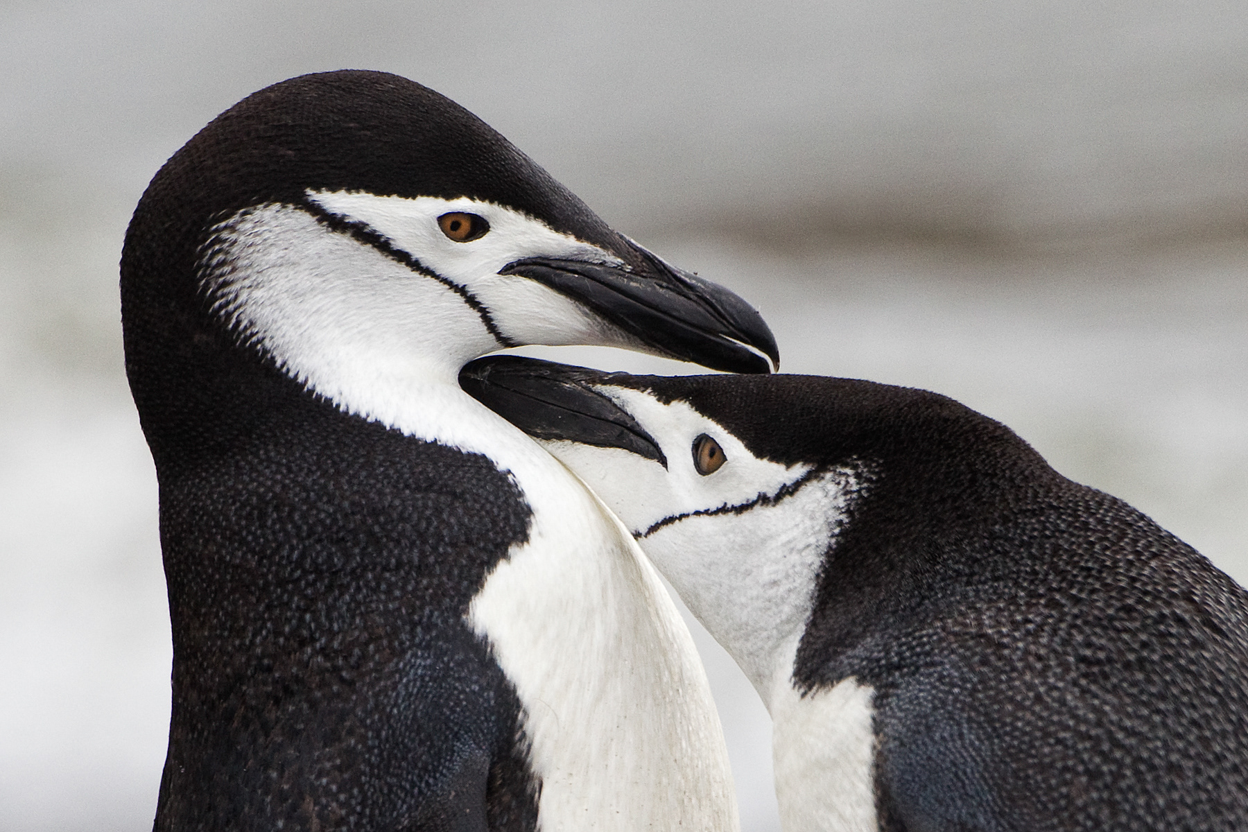 Chinstrap Penguins grooming each other - Antarctic islands