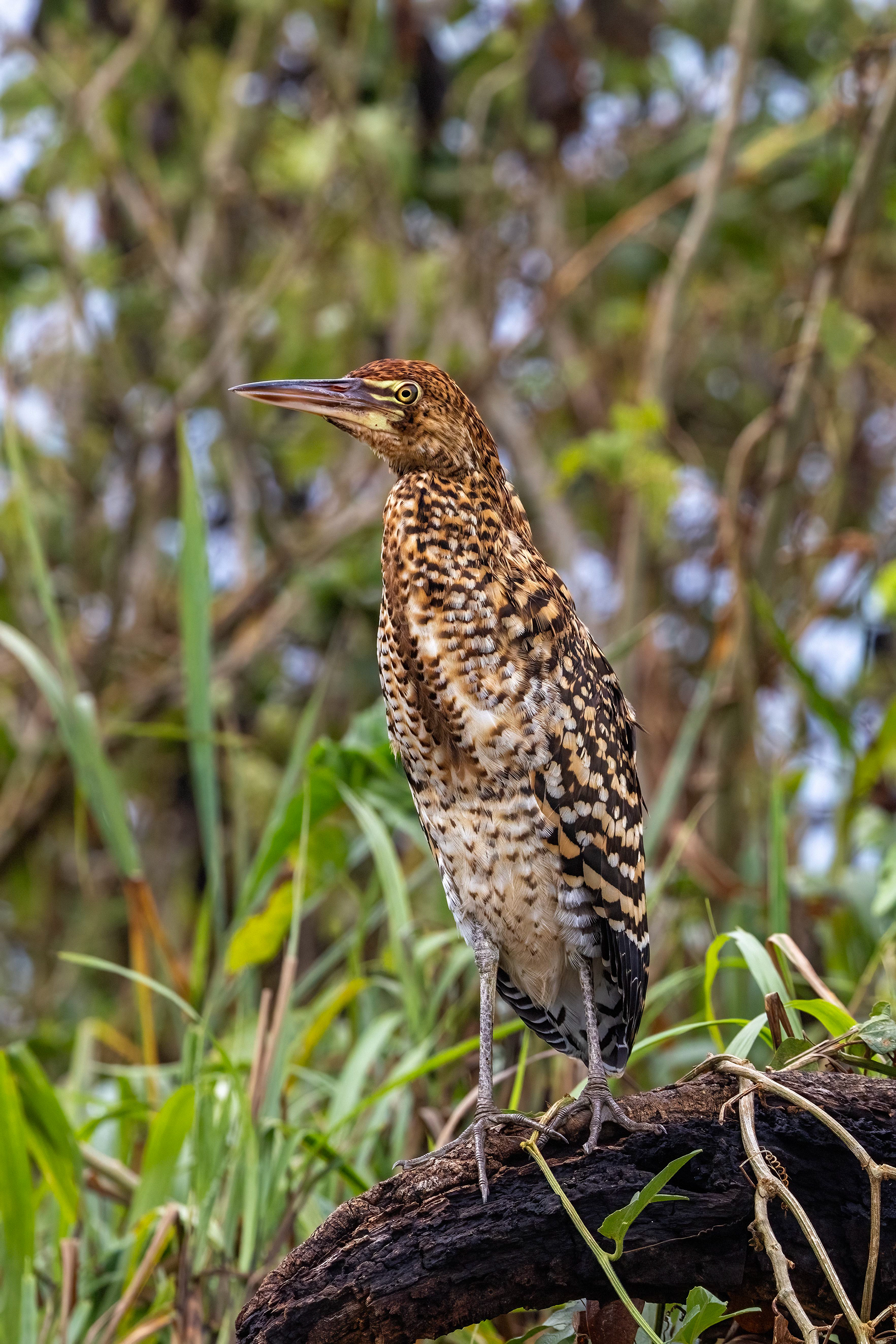Juvenile Tiger Heron