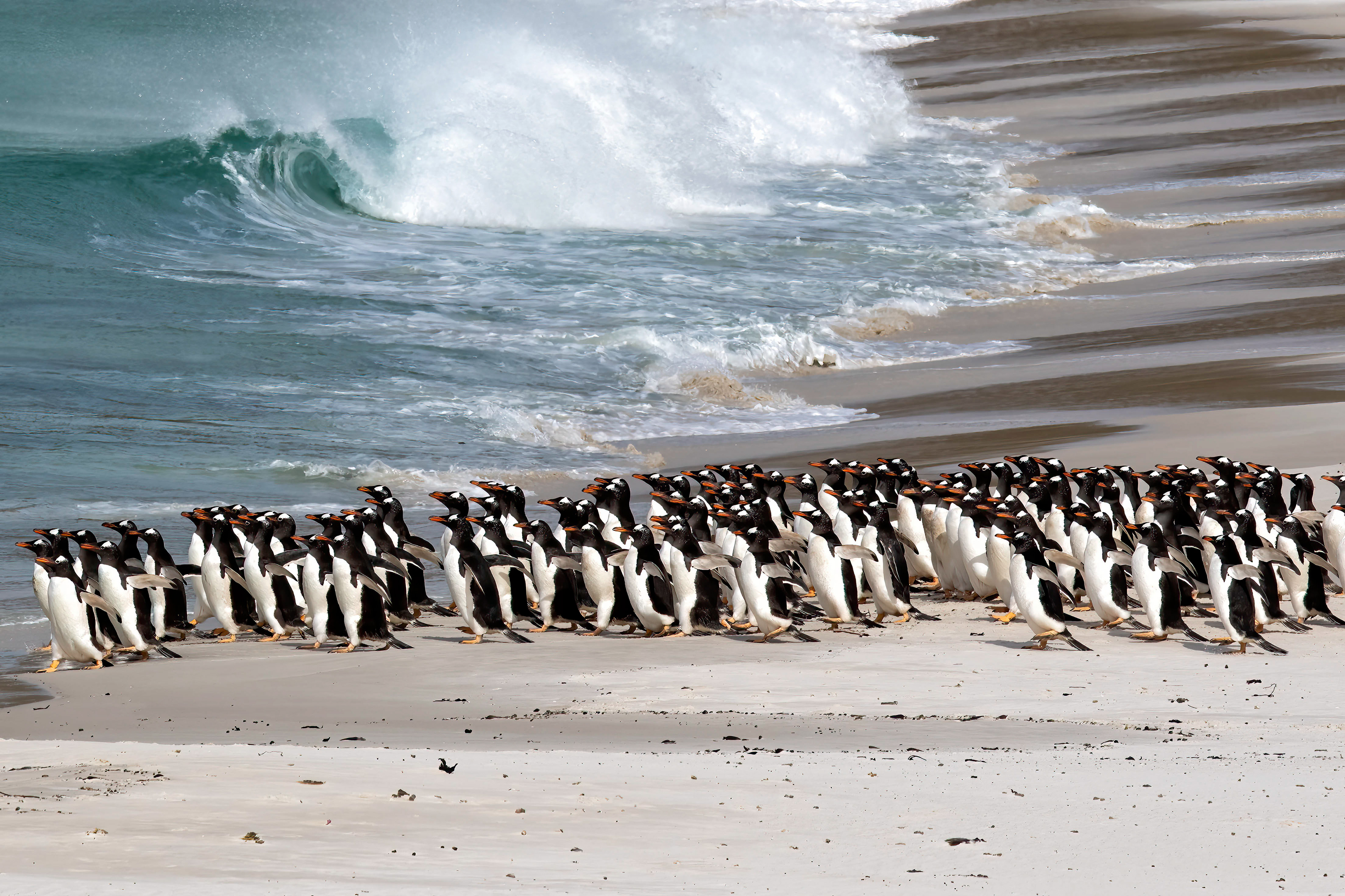 Gentoo Penguins heading out to feed - Falklands - RM