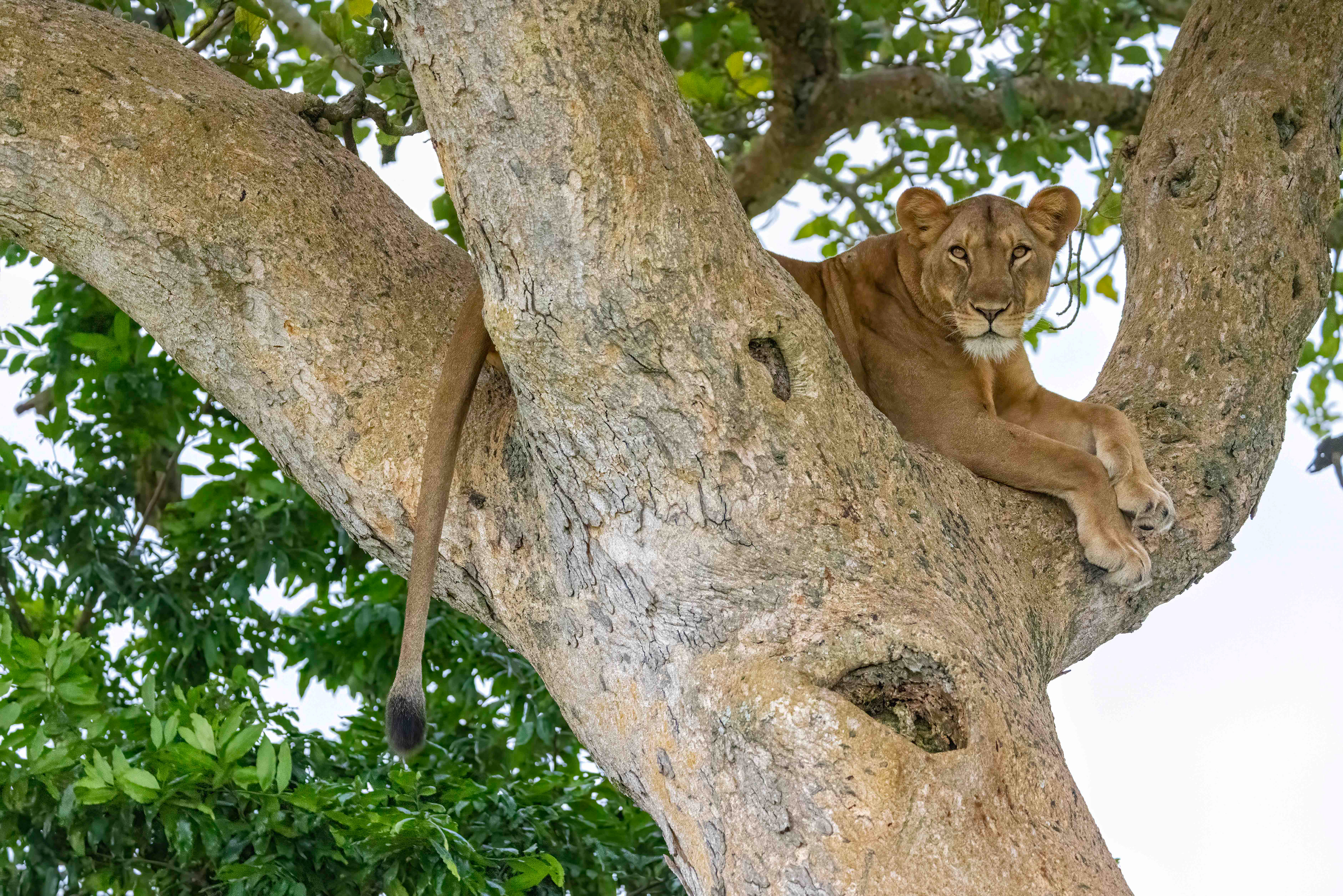 Lioness - Ishasha, Uganda - RM
