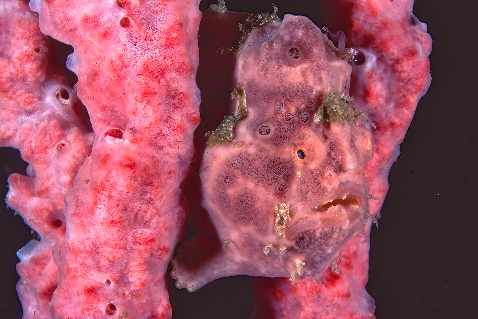 Frogfish hiding in a sponge - Sulawesi, Indonesia