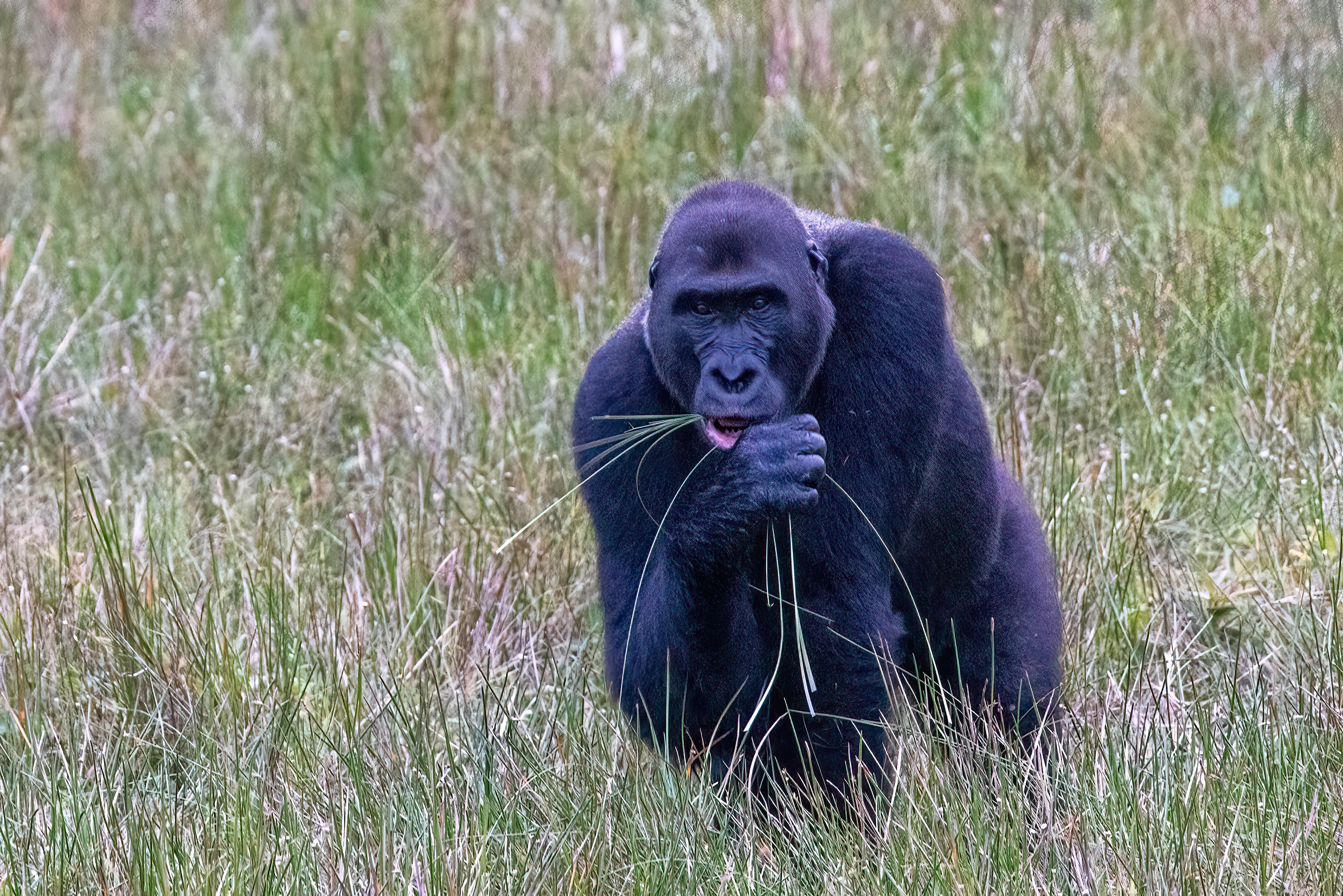Western Lowland Gorilla - Odzala, Republic of Congo-RM