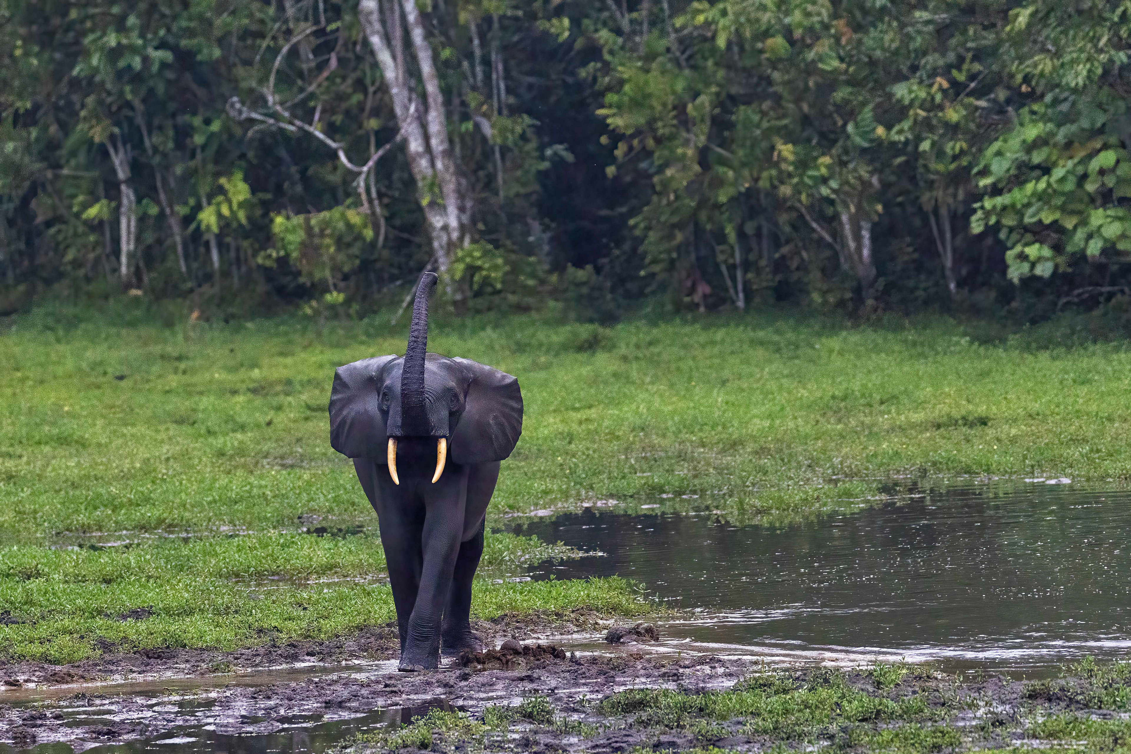 Forest Elephant - Odzala, Republic of Congo